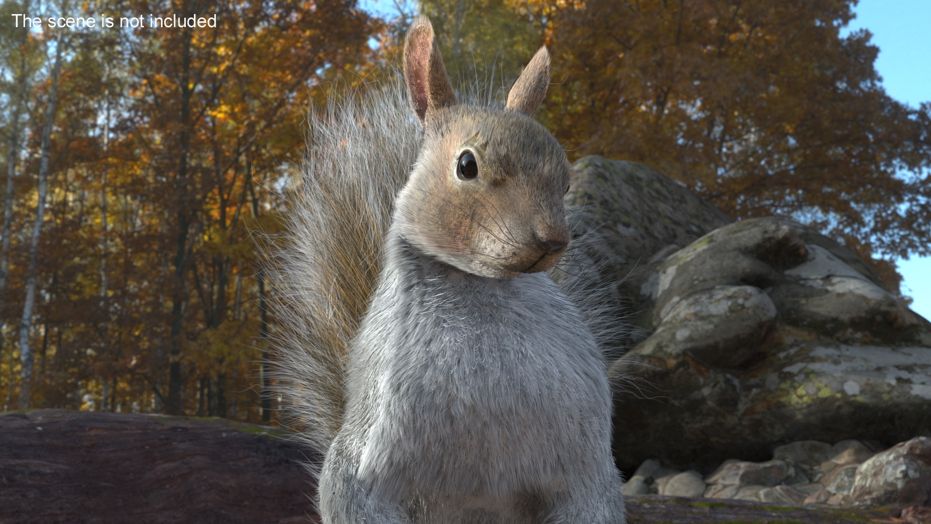 3D Squirrel Standing Gray Fur