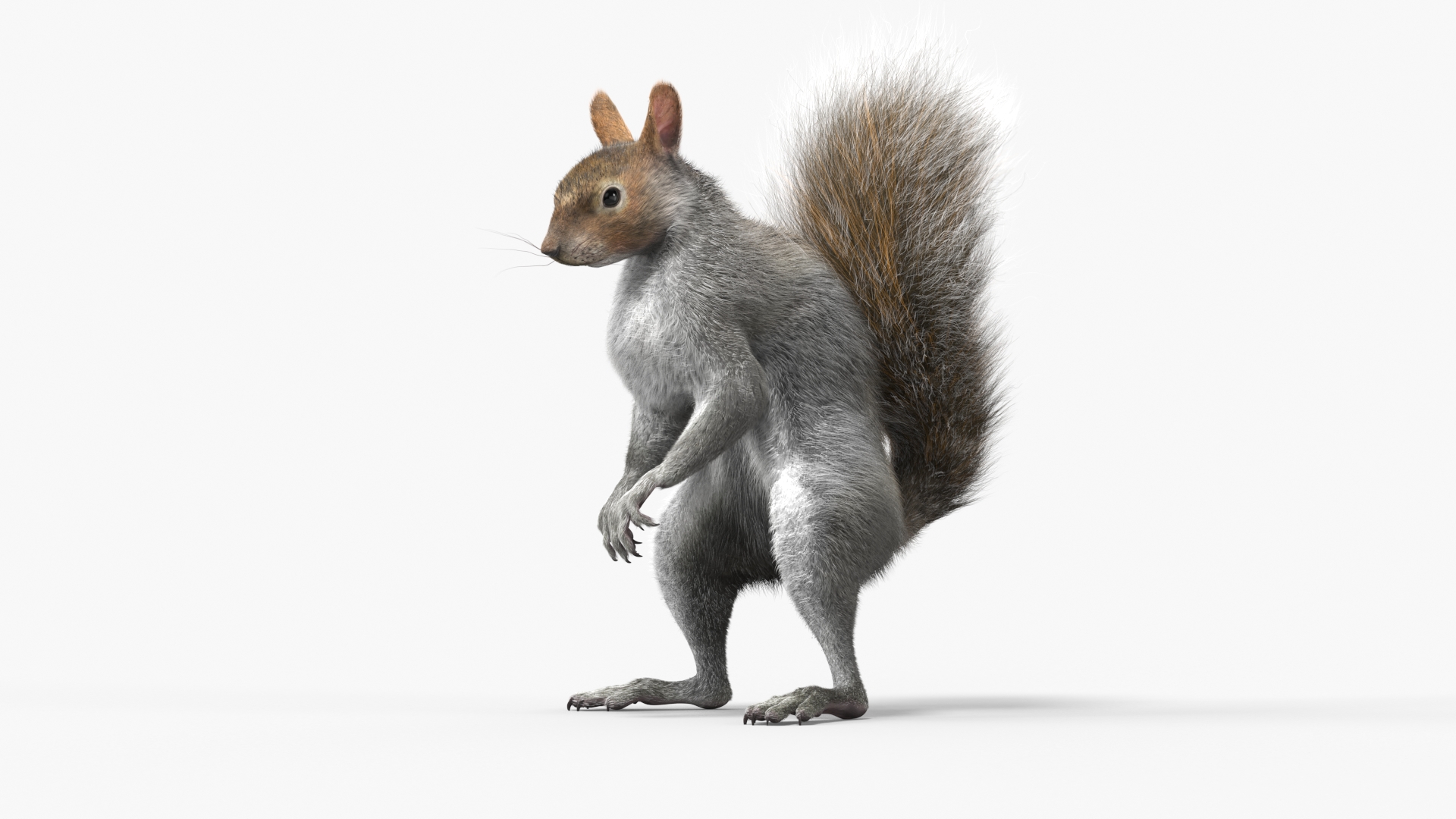 3D Squirrel Standing Gray Fur