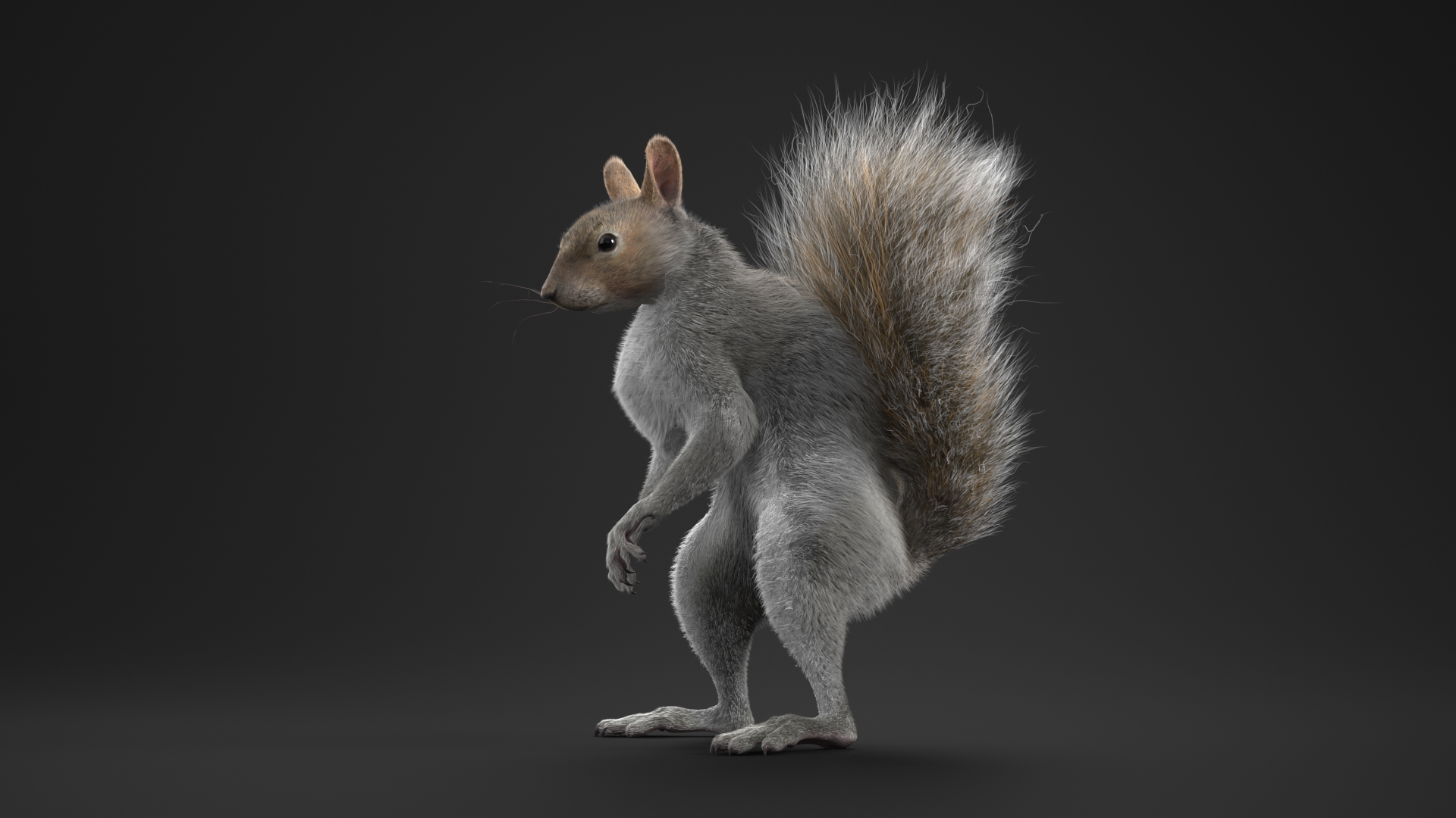 3D Squirrel Standing Gray Fur