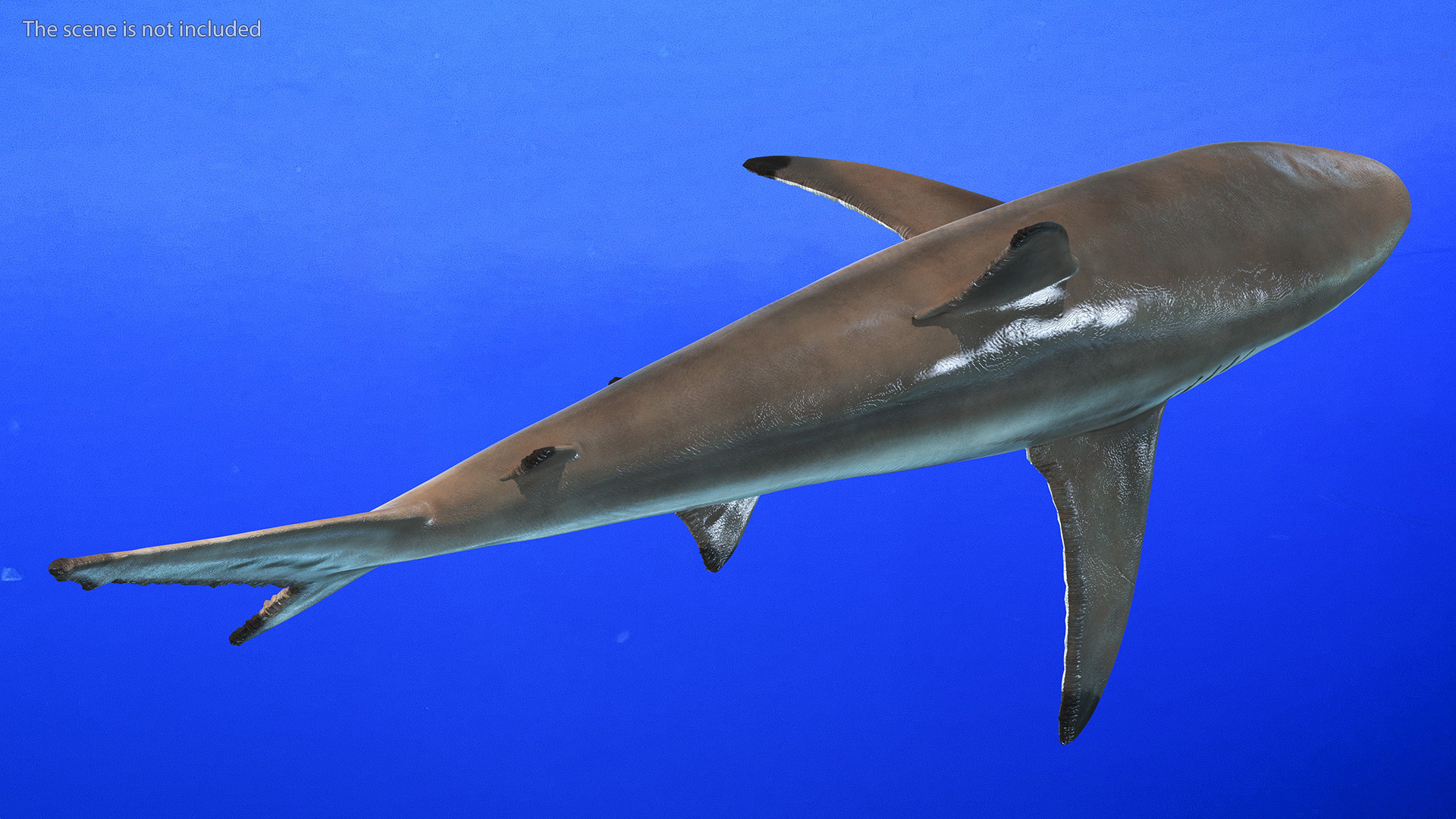 3D Realistic Spinner Shark model