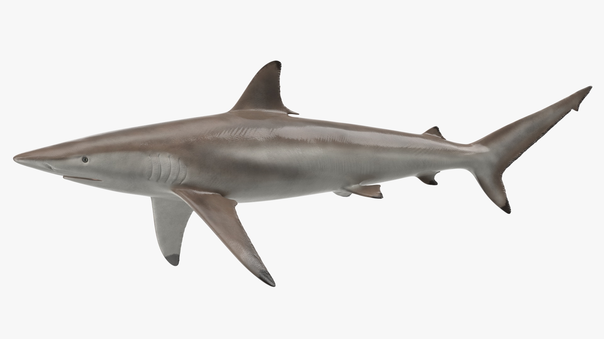 3D Realistic Spinner Shark model