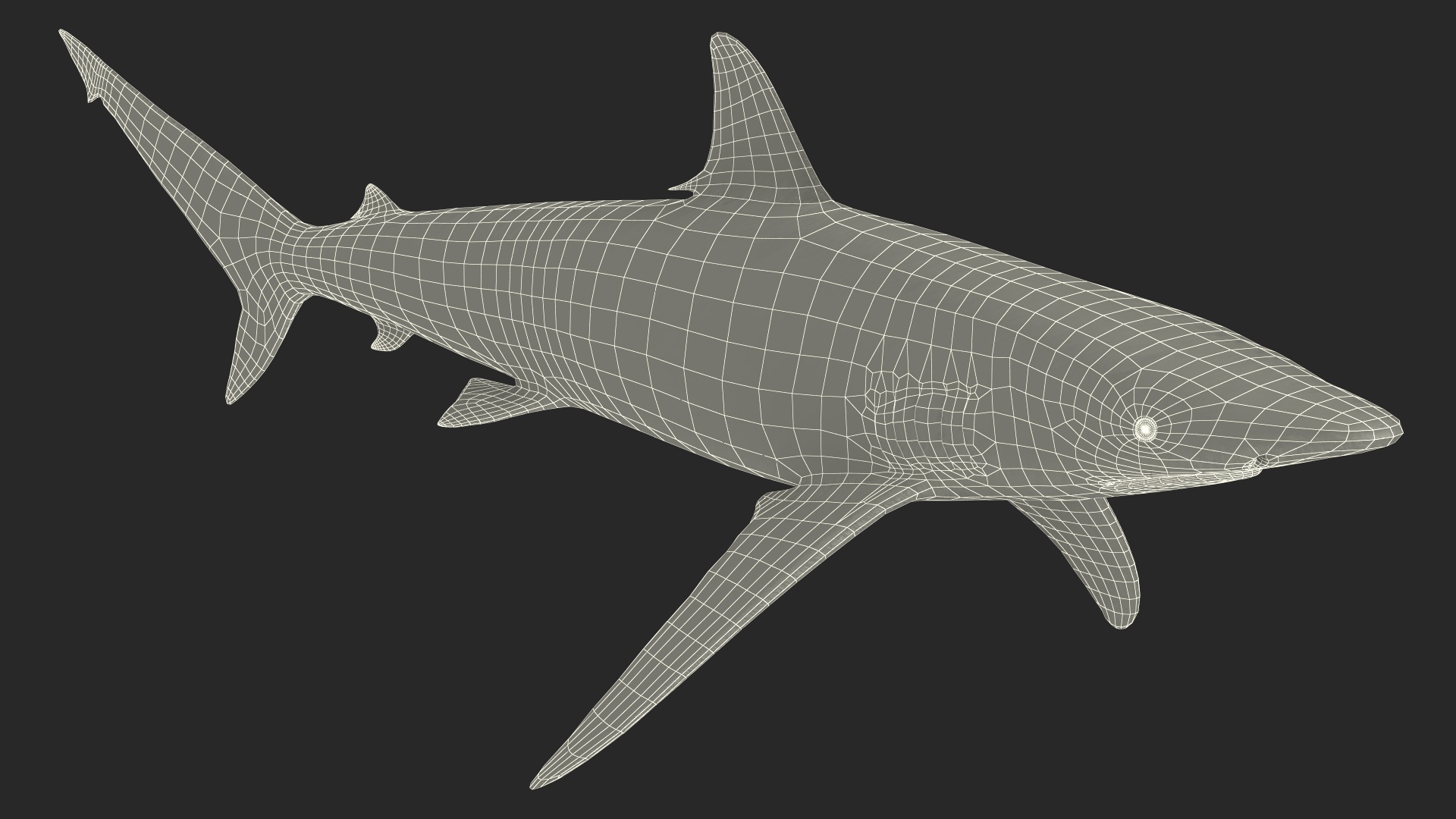 3D Realistic Spinner Shark model