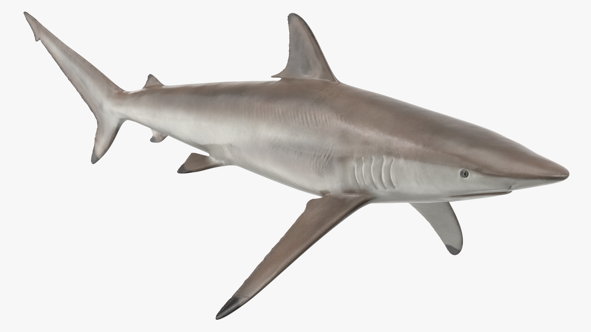 3D Realistic Spinner Shark model