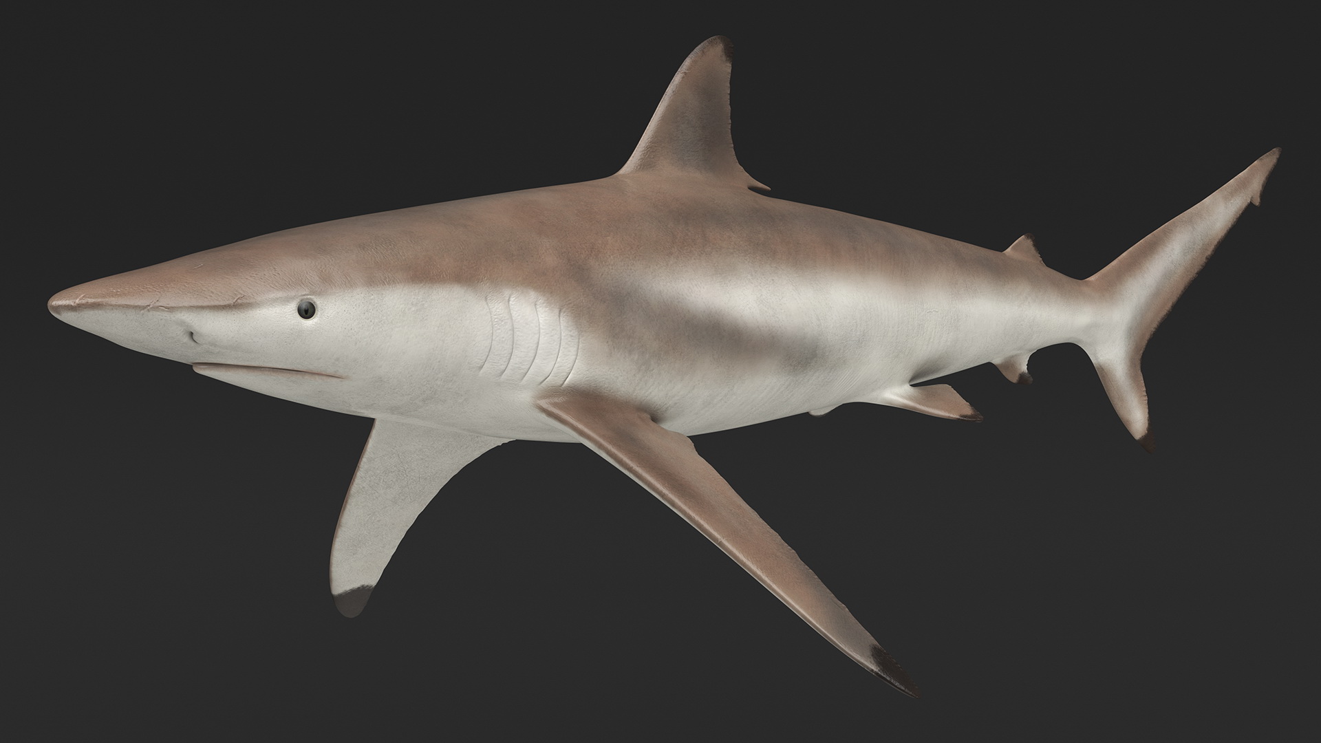 3D Realistic Spinner Shark model