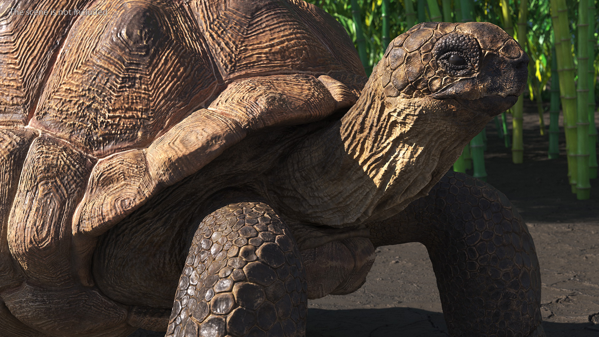 3D Dirty Old Giant Turtle Stand Pose model