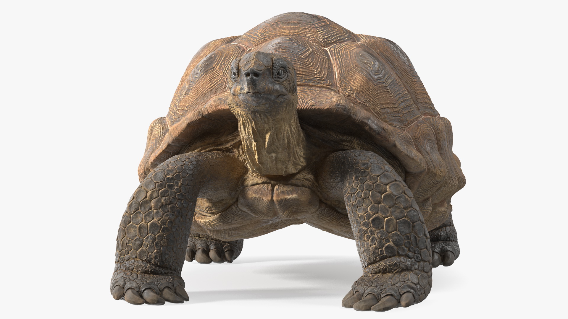 3D Dirty Old Giant Turtle Stand Pose model