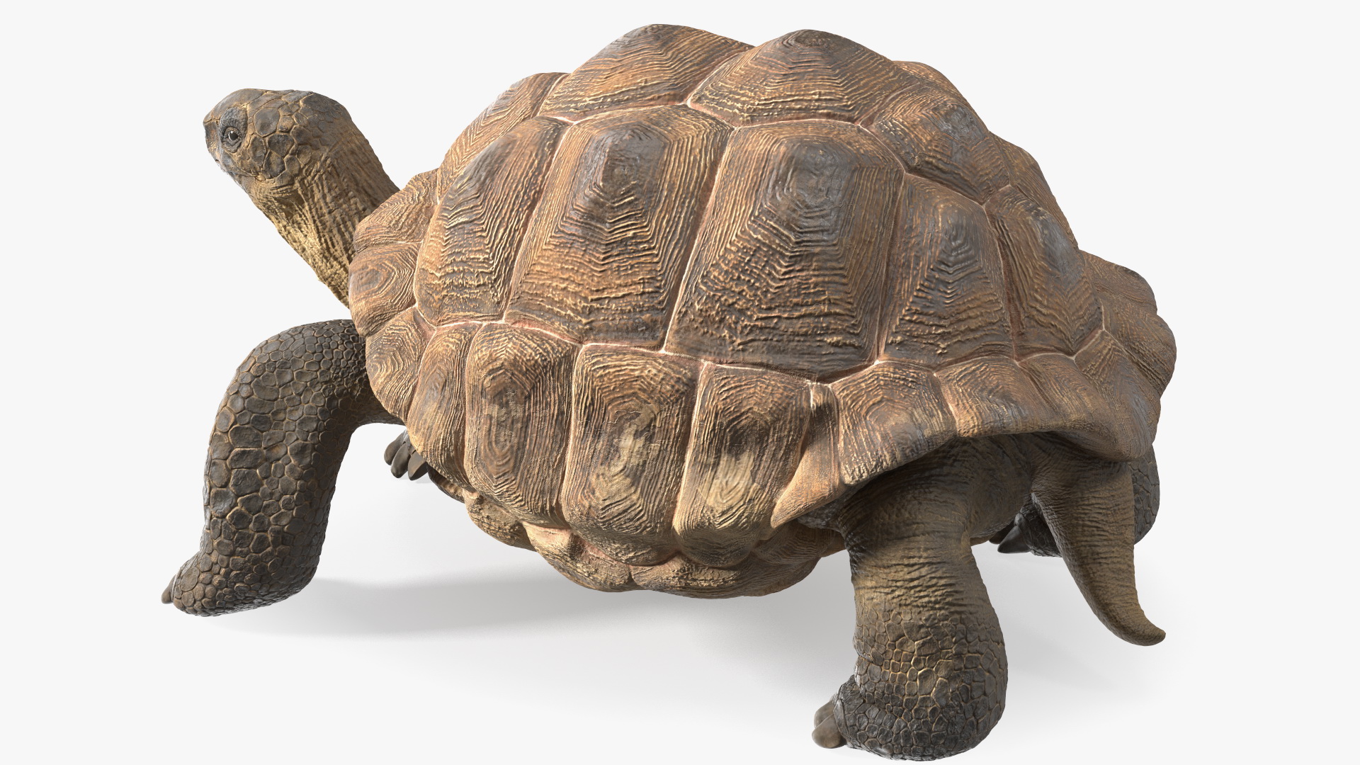 3D Dirty Old Giant Turtle Stand Pose model