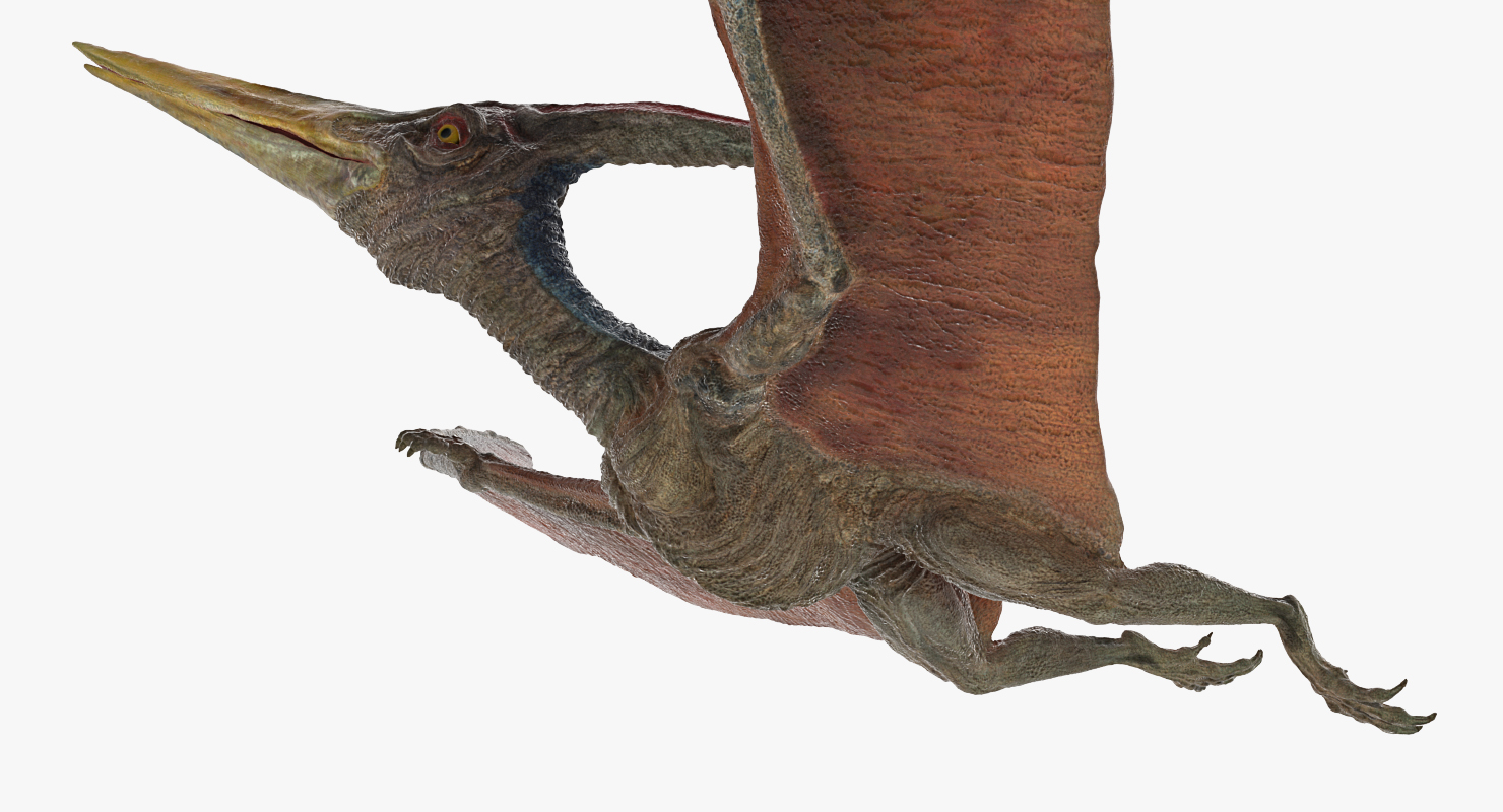 Pteranodon Rigged 3D