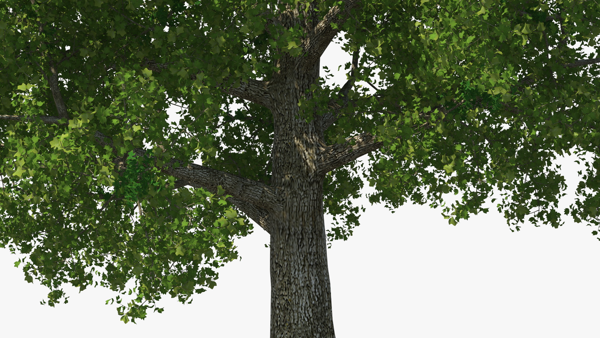 3D Realistic Poplar Tree