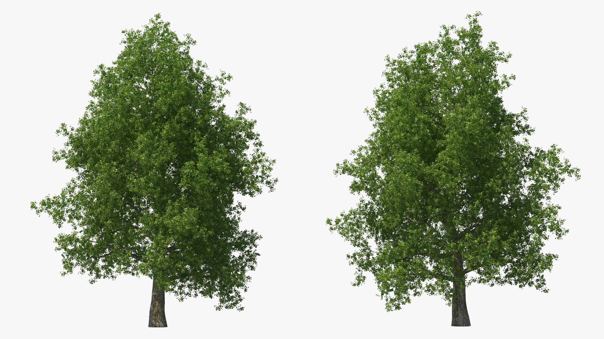 3D Realistic Poplar Tree