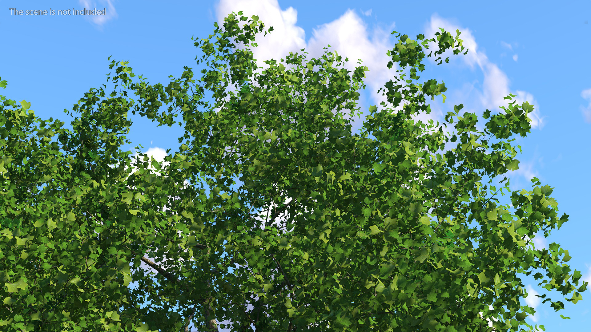 3D Realistic Poplar Tree