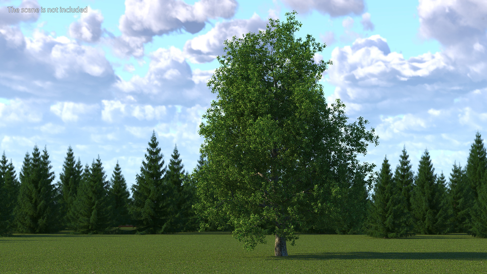 3D Realistic Poplar Tree