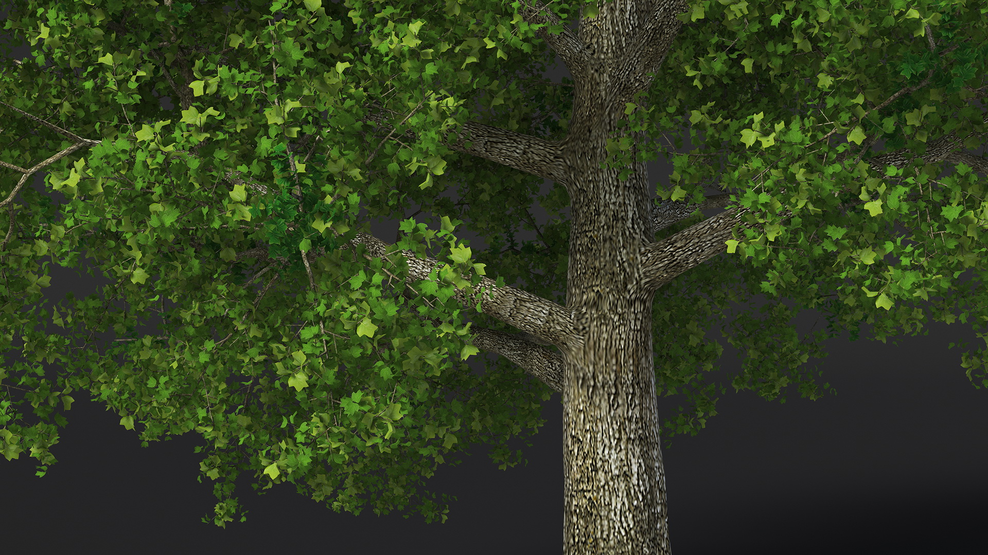 3D Realistic Poplar Tree