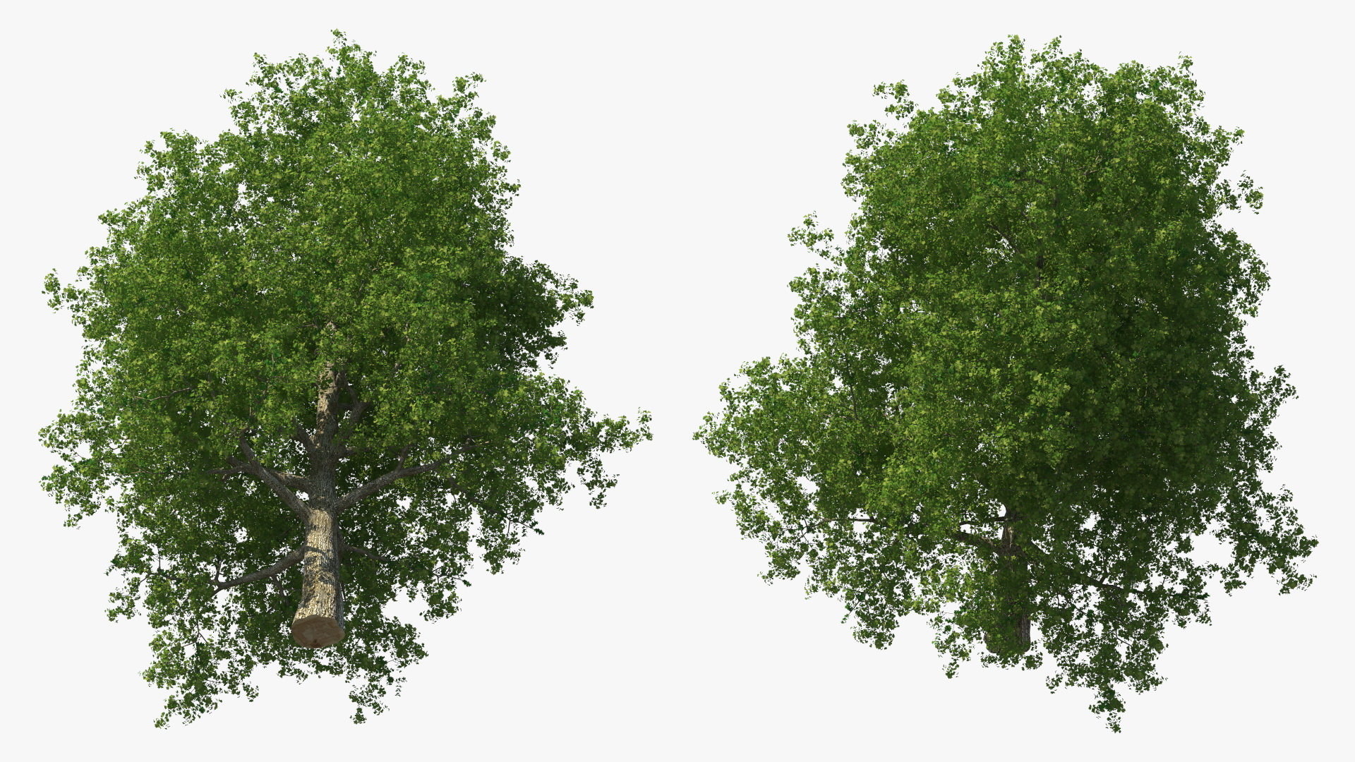 3D Realistic Poplar Tree