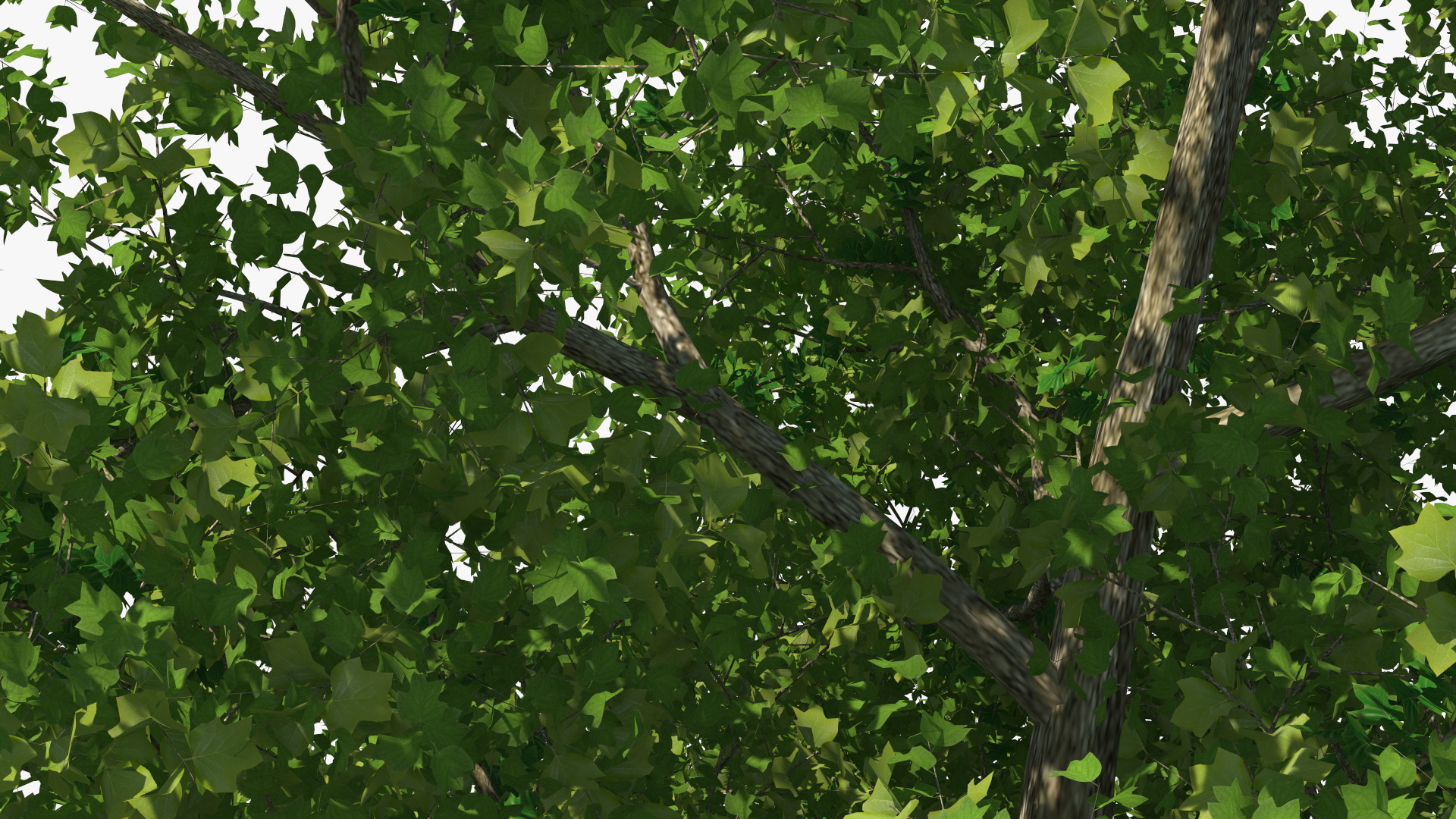 3D Realistic Poplar Tree