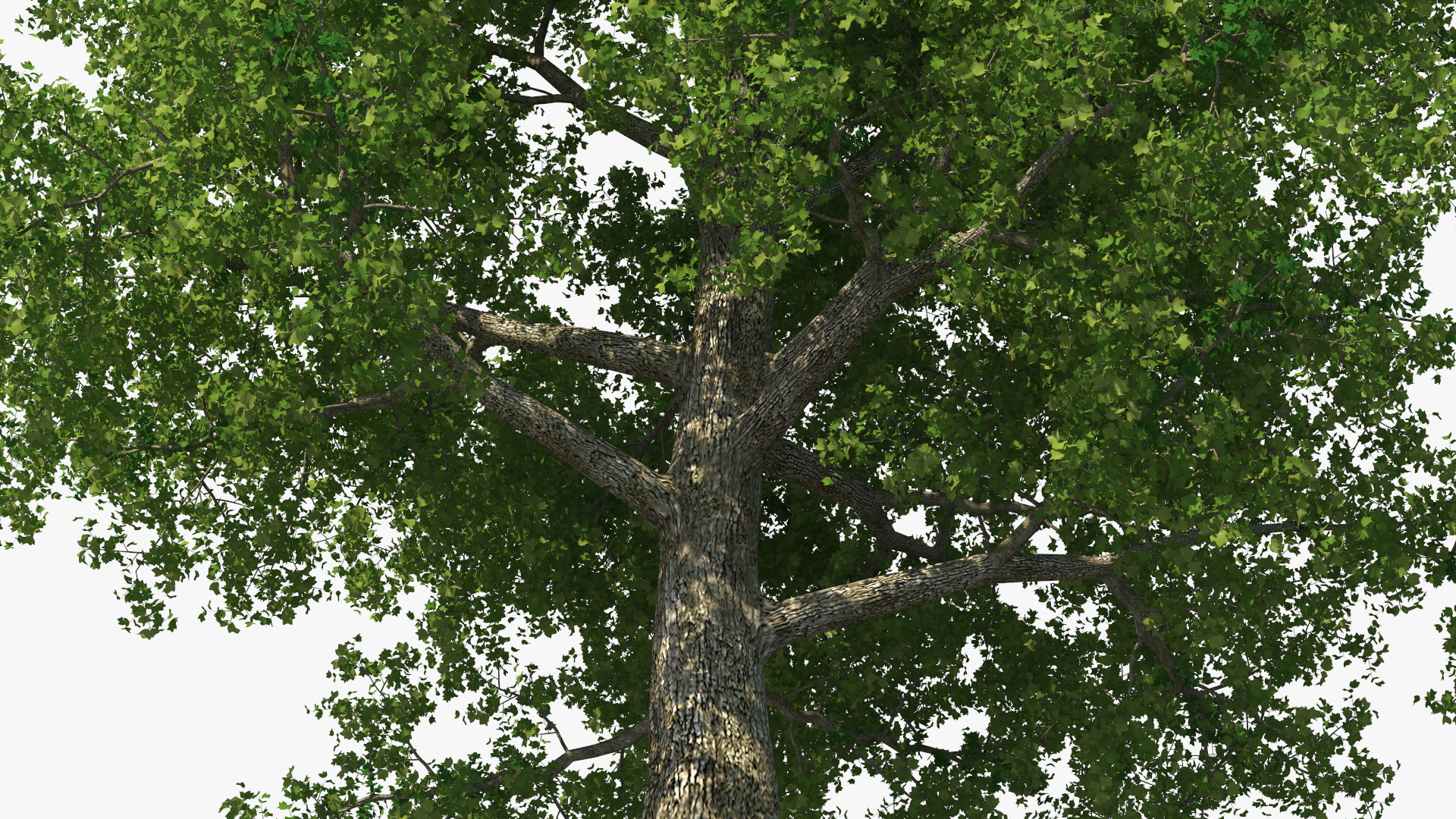 3D Realistic Poplar Tree