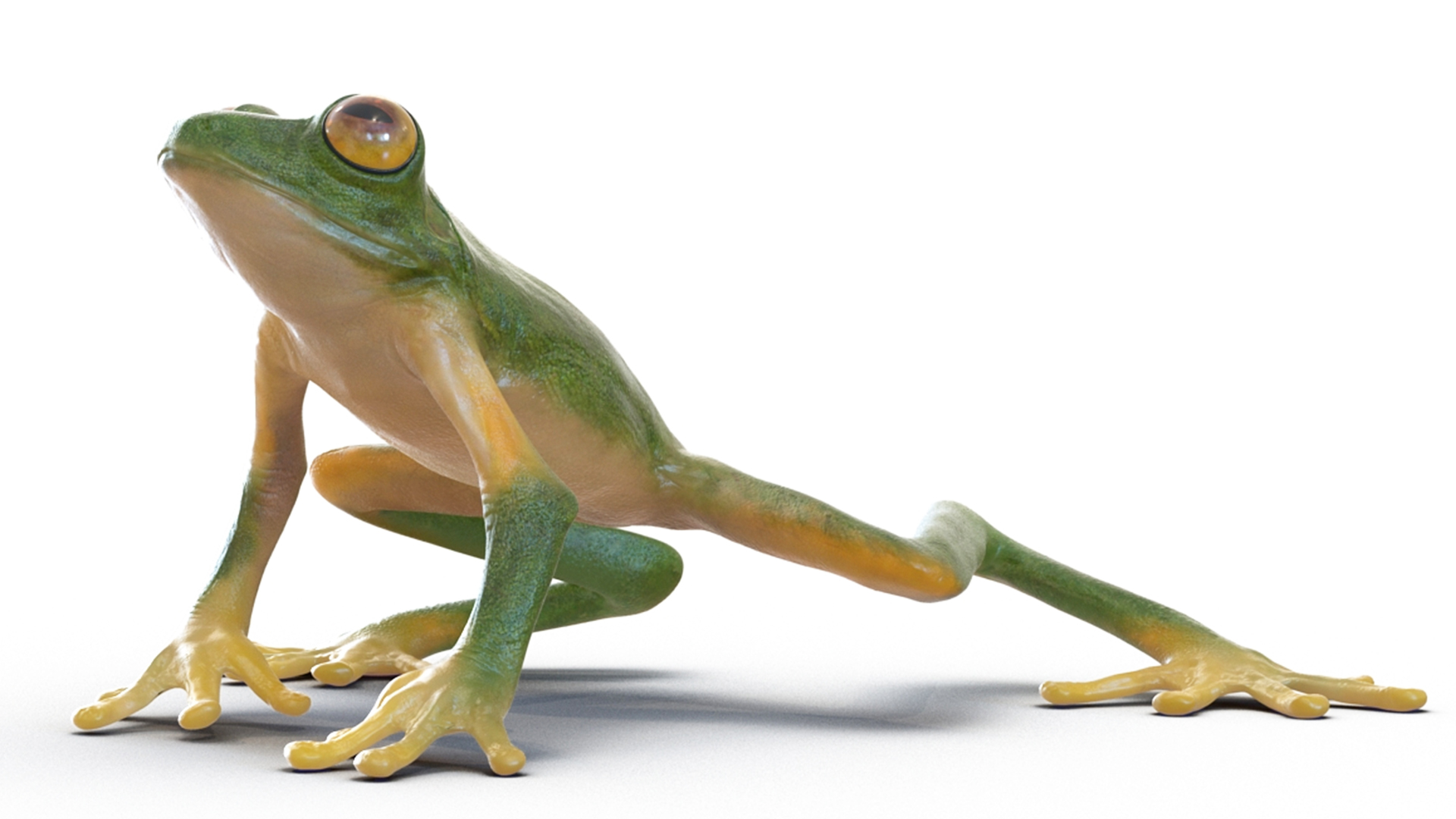 3D model Realistic Tree Frog Rigged for Cinema 4D