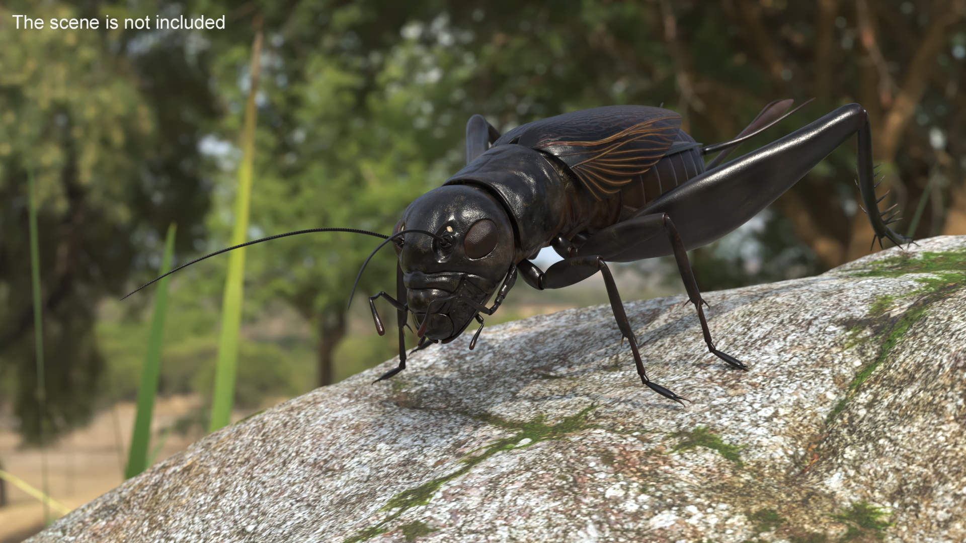 3D Field Cricket model