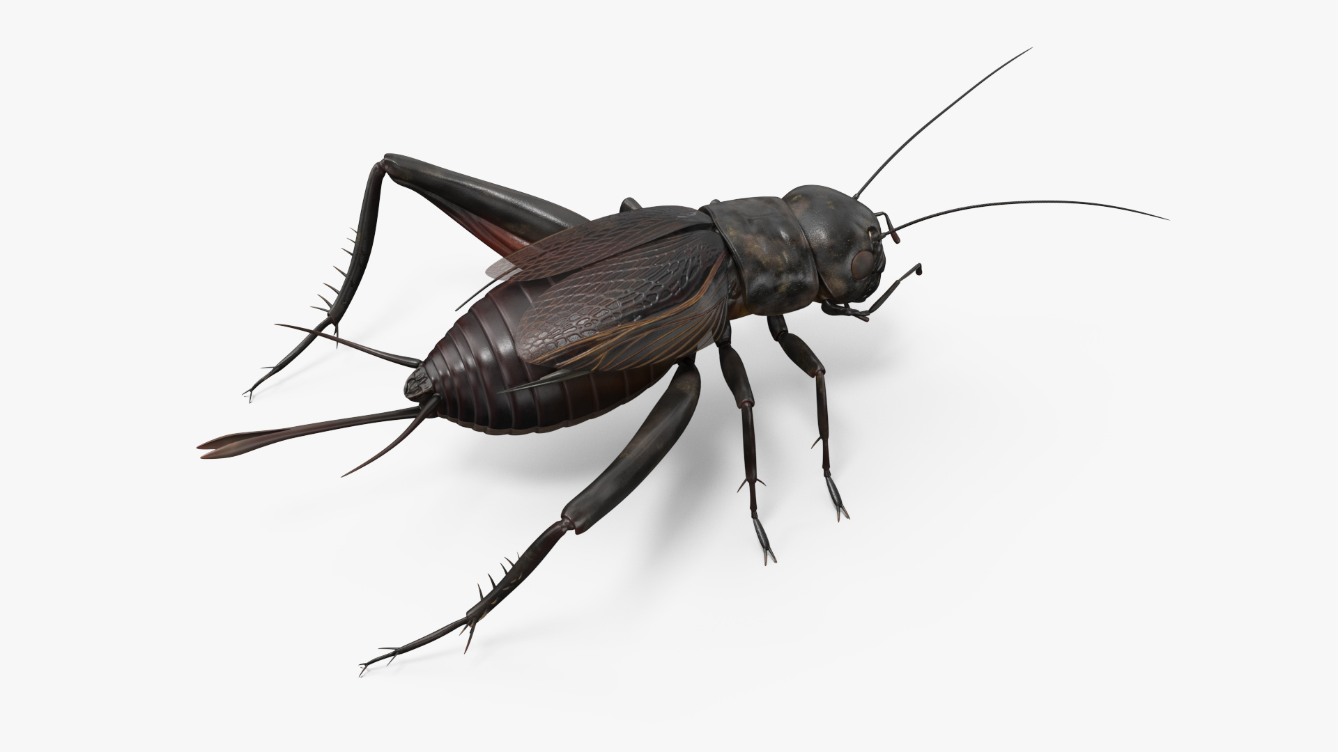 3D Field Cricket model