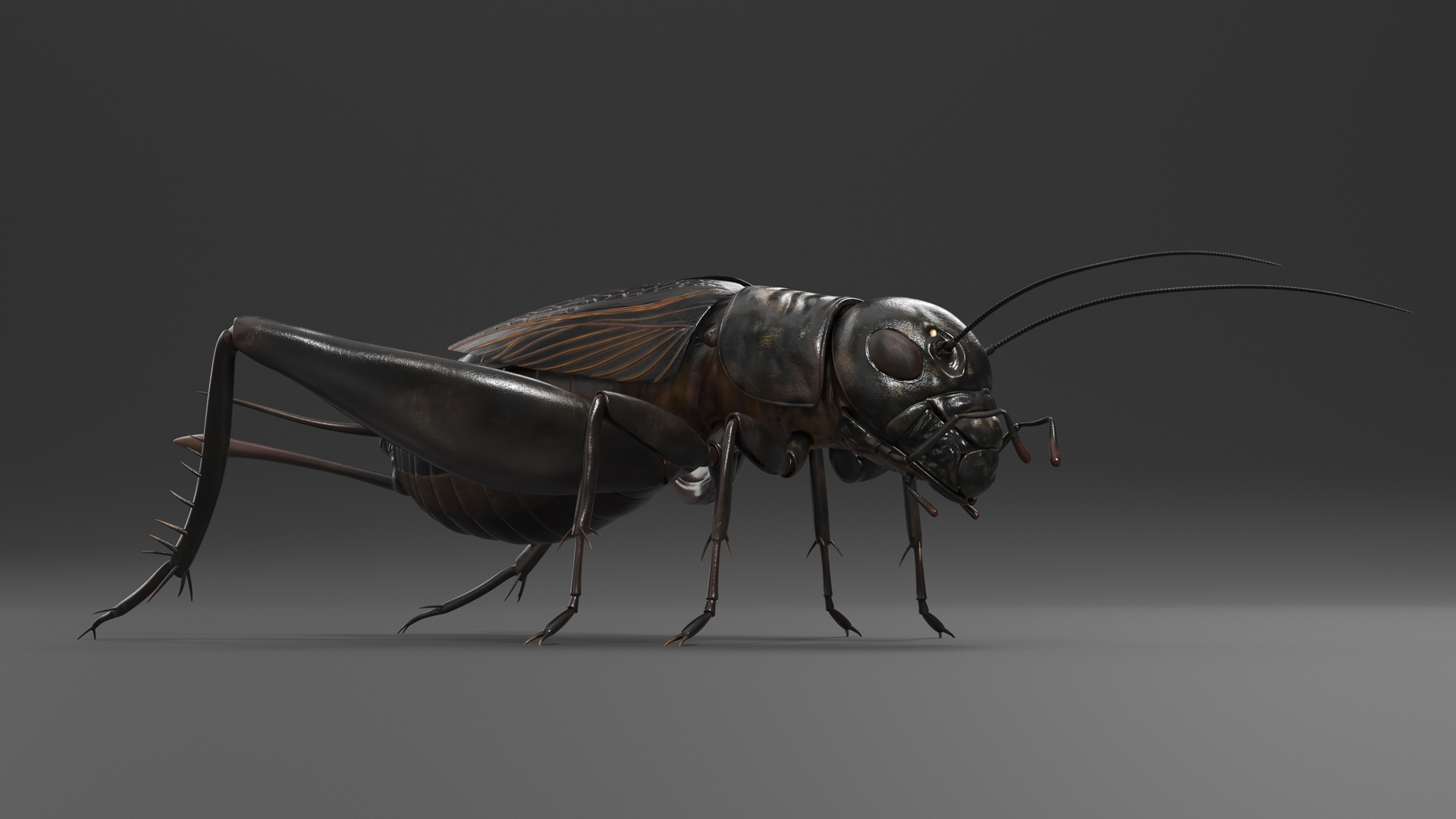 3D Field Cricket model