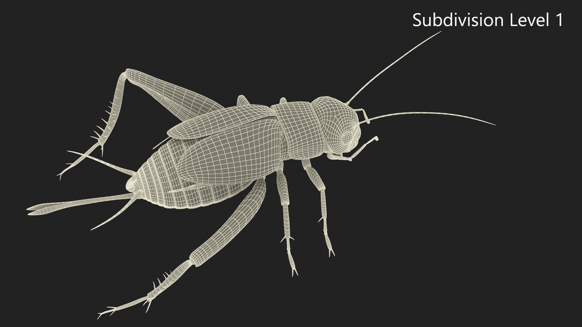 3D Field Cricket model