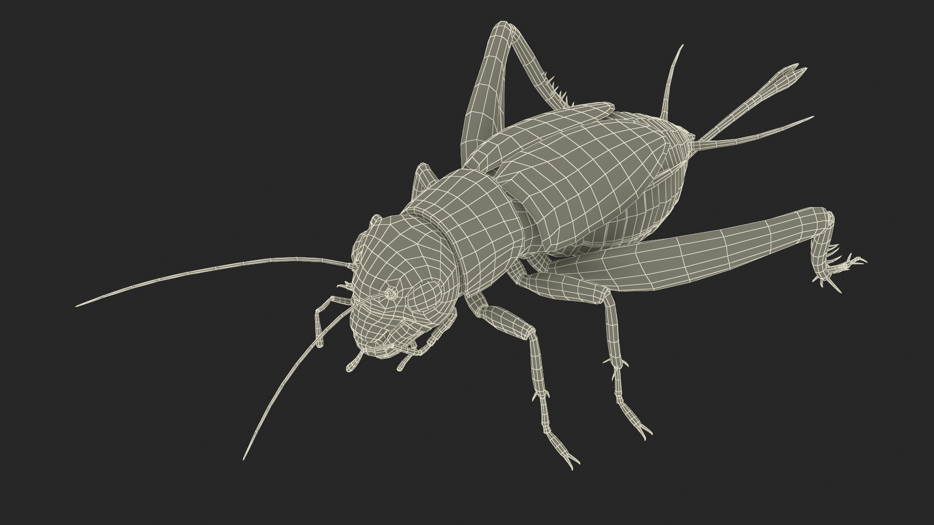 3D Field Cricket model