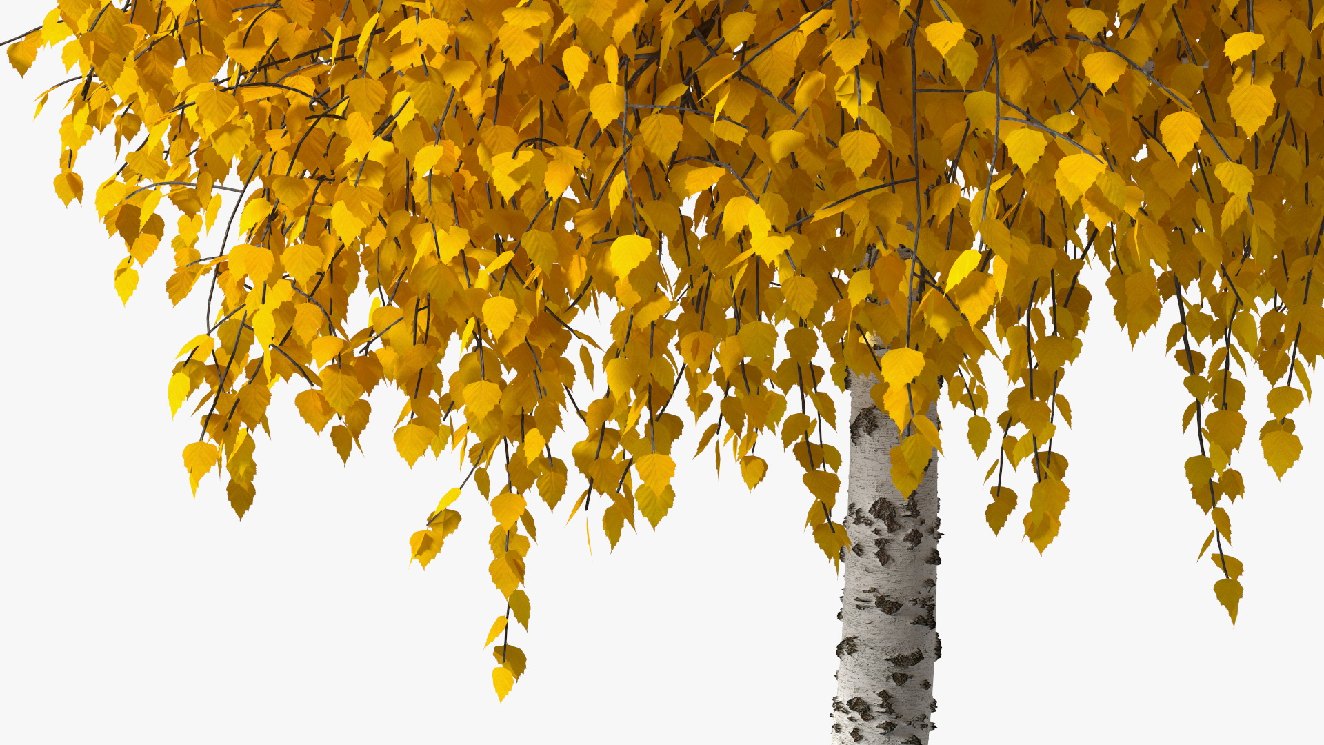 3D Small Birch Tree Yellow model