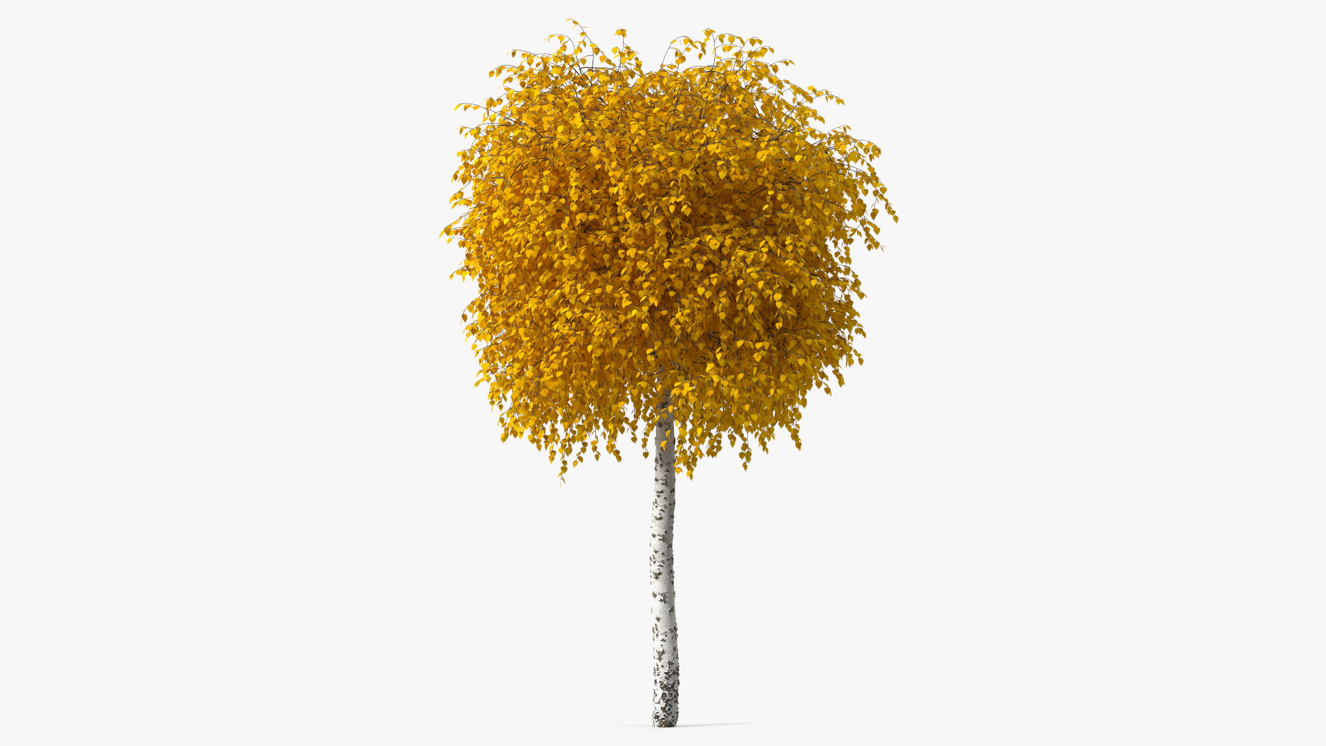 3D Small Birch Tree Yellow model