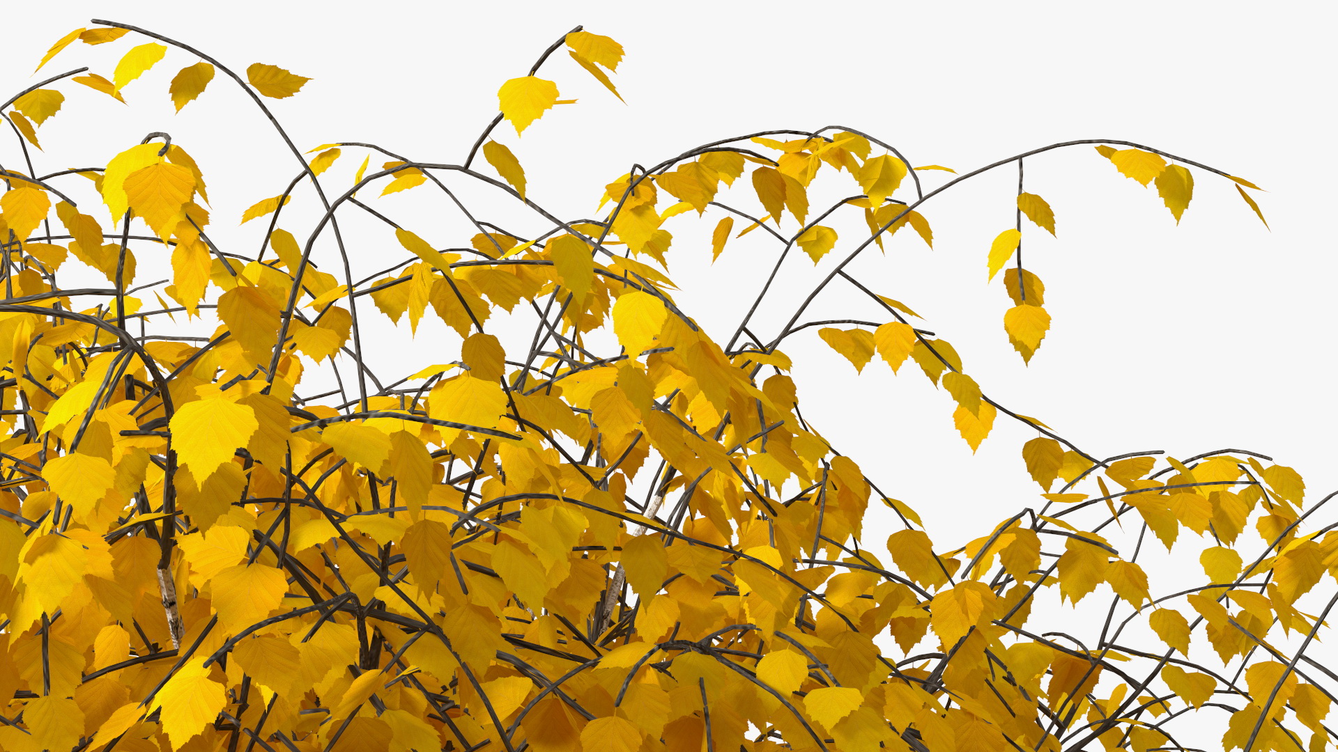 3D Small Birch Tree Yellow model