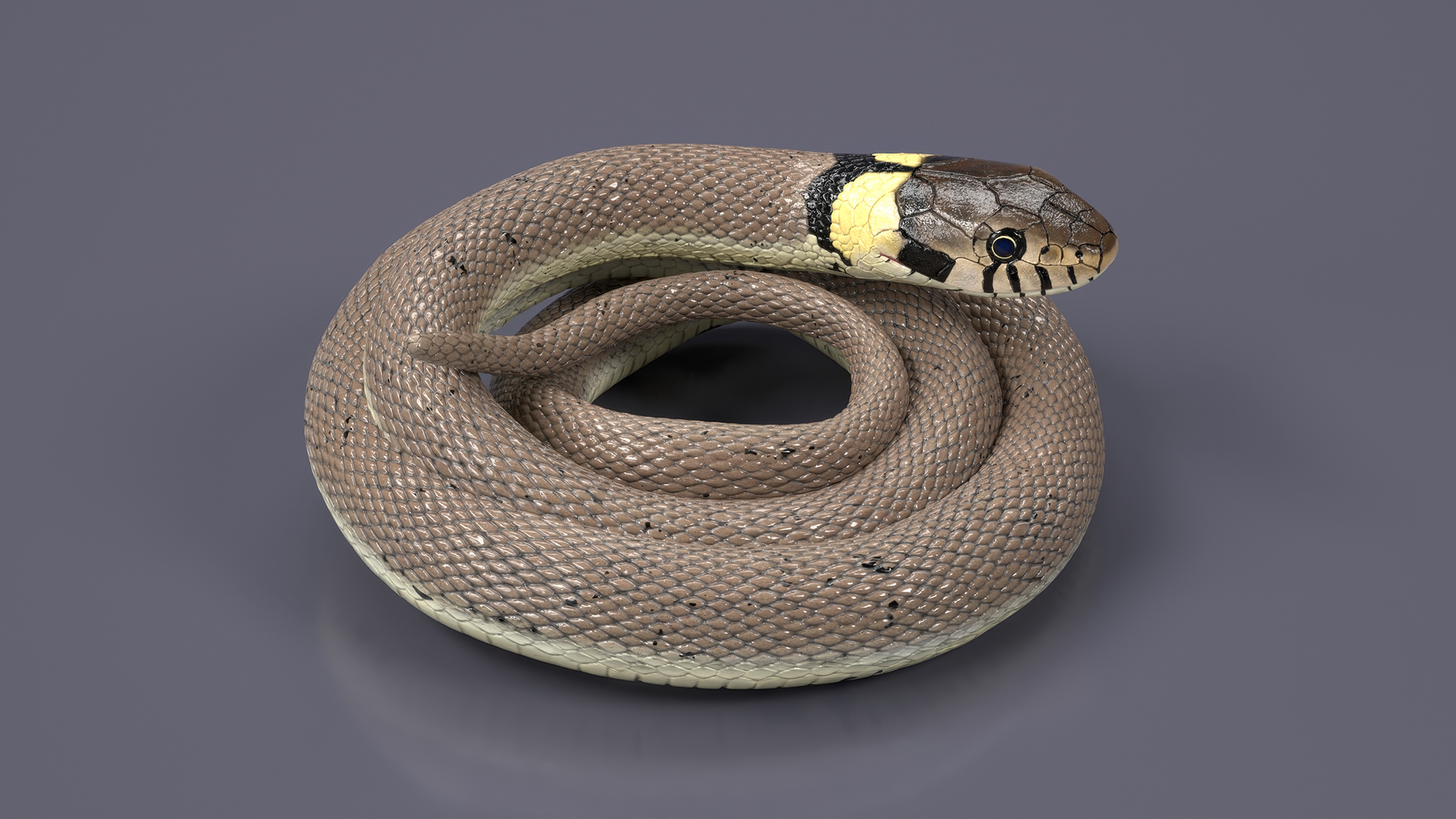 Ringed Snake Coiled 3D model