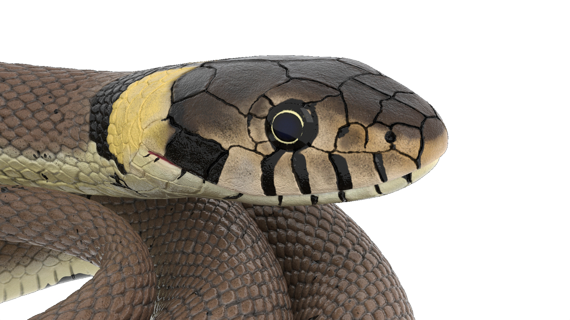 Ringed Snake Coiled 3D model