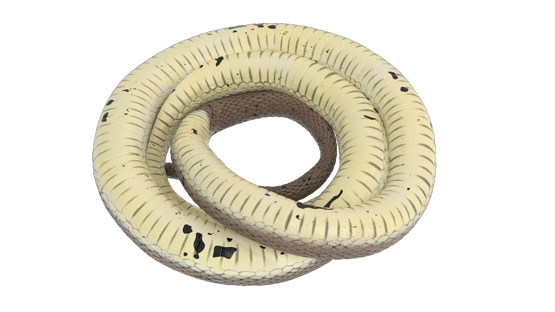 Ringed Snake Coiled 3D model