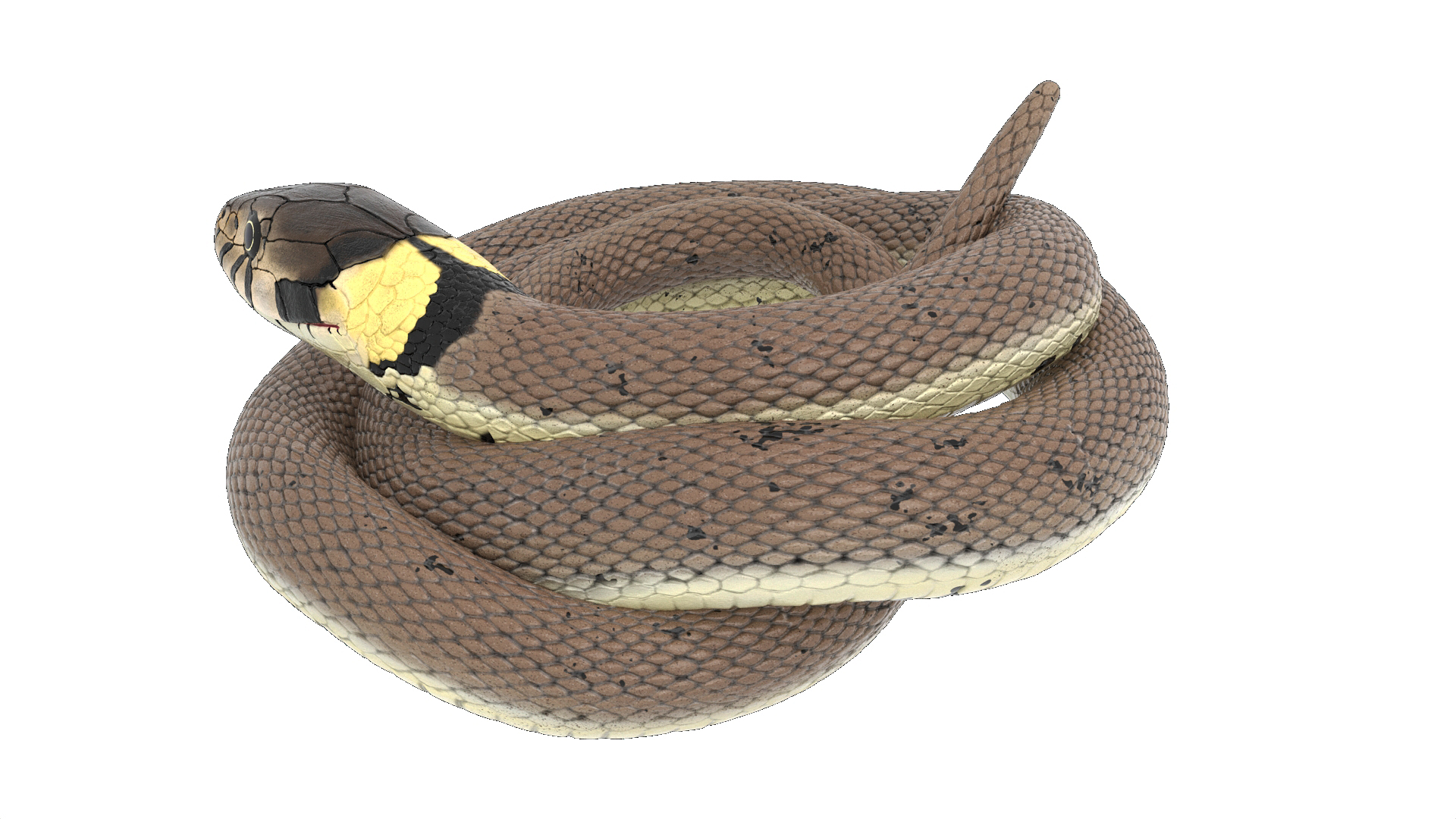 Ringed Snake Coiled 3D model