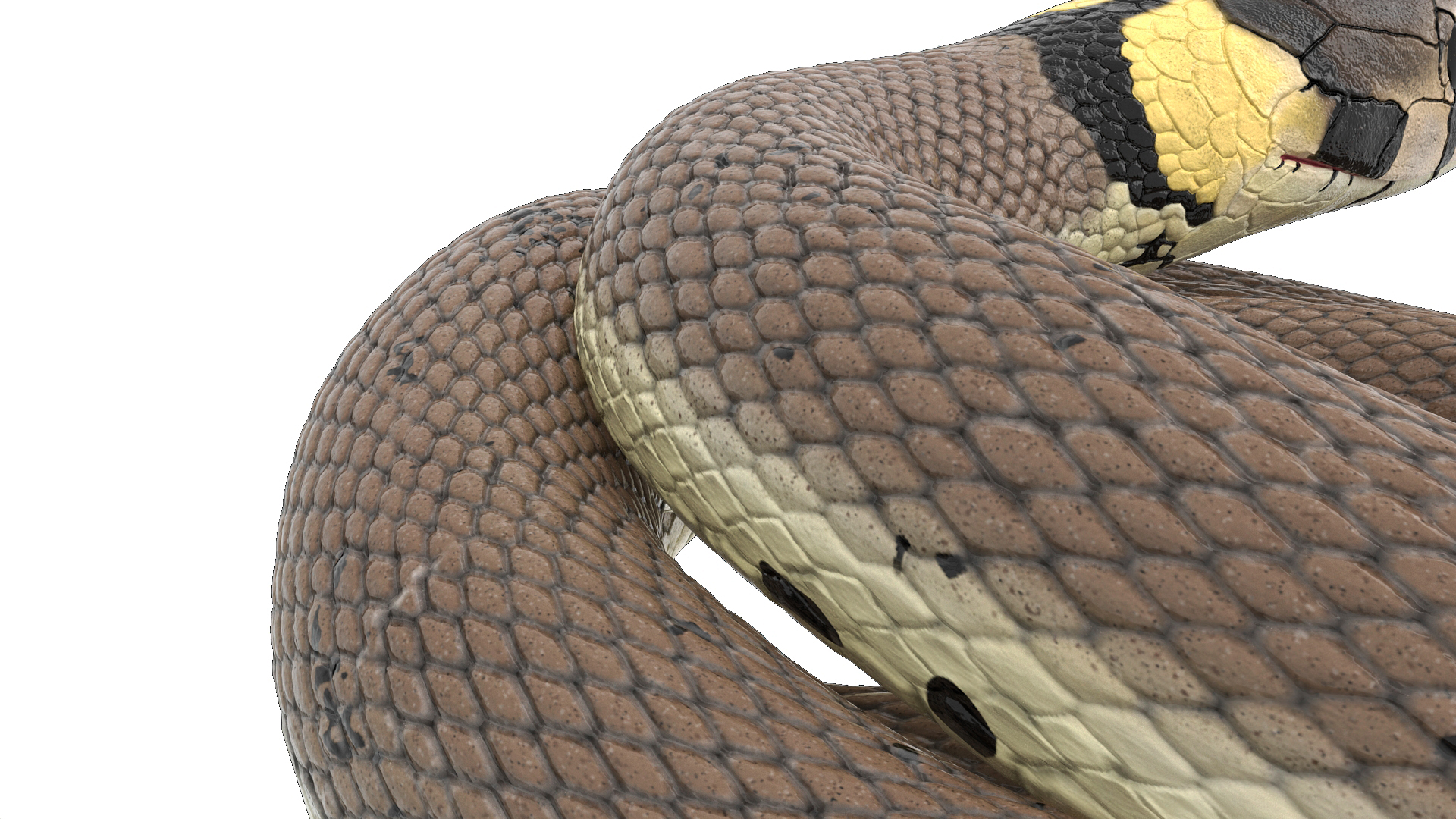 Ringed Snake Coiled 3D model