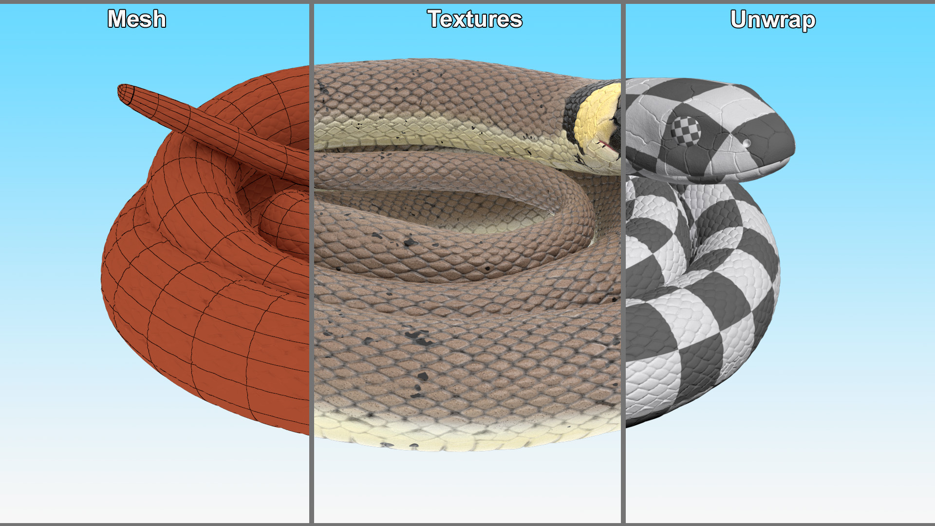 Ringed Snake Coiled 3D model