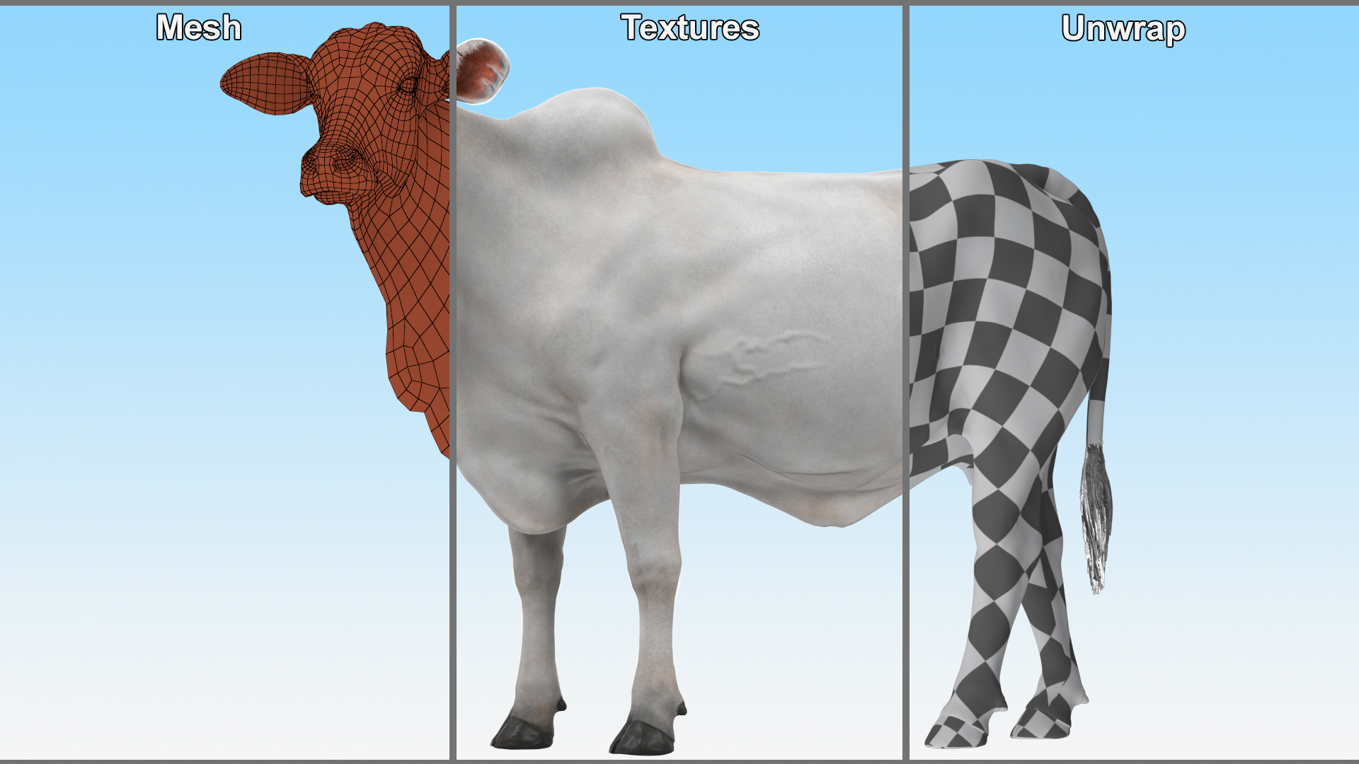 3D model Zebu Cattle Female Looking Fur