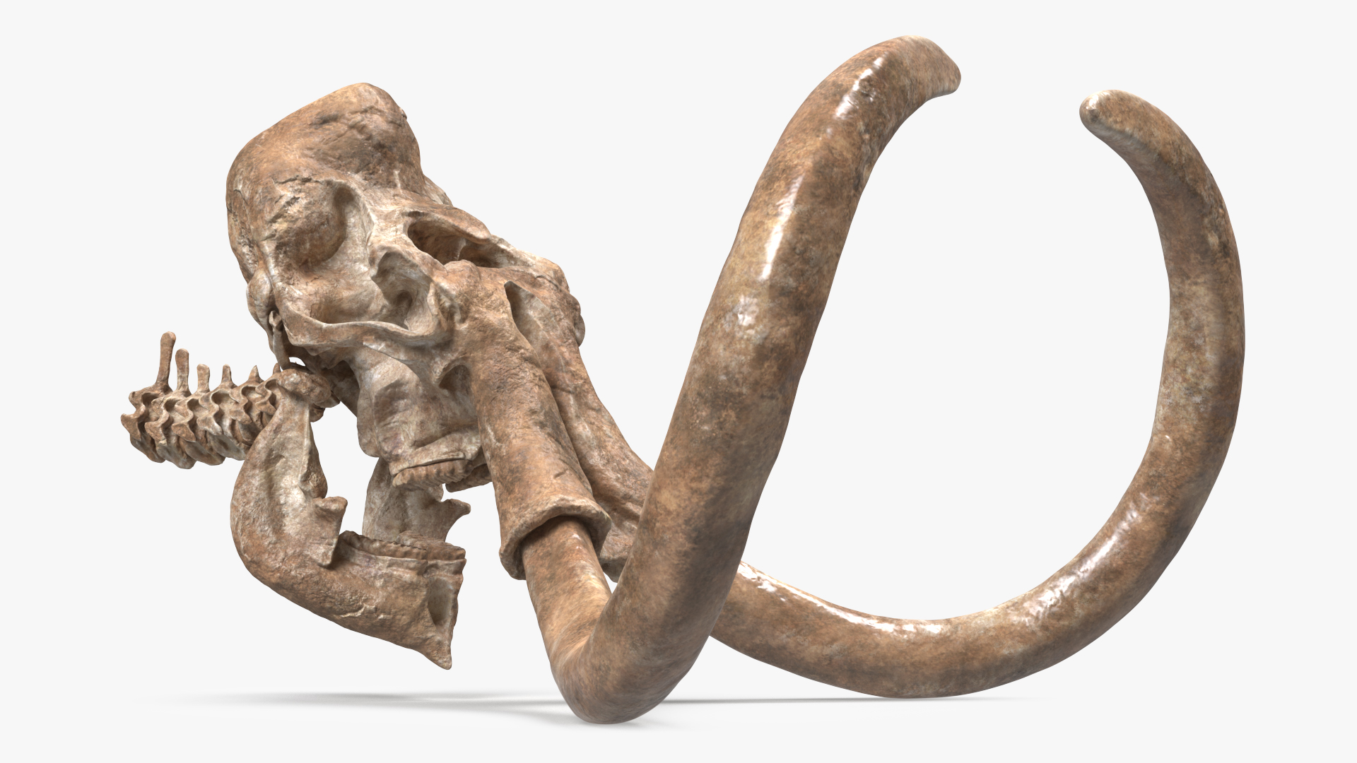 3D Mammoth Skull Old Bones model