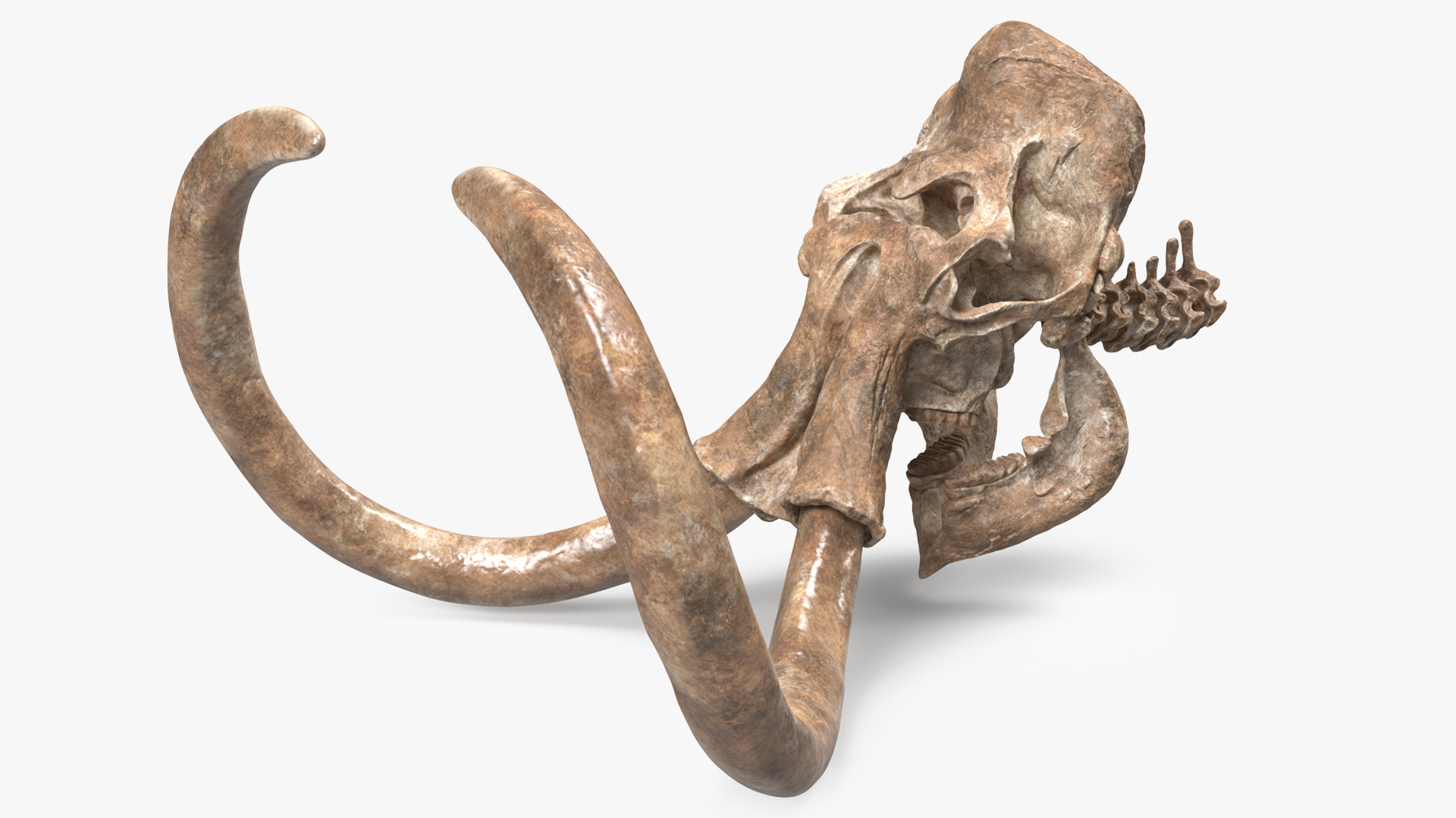 3D Mammoth Skull Old Bones model