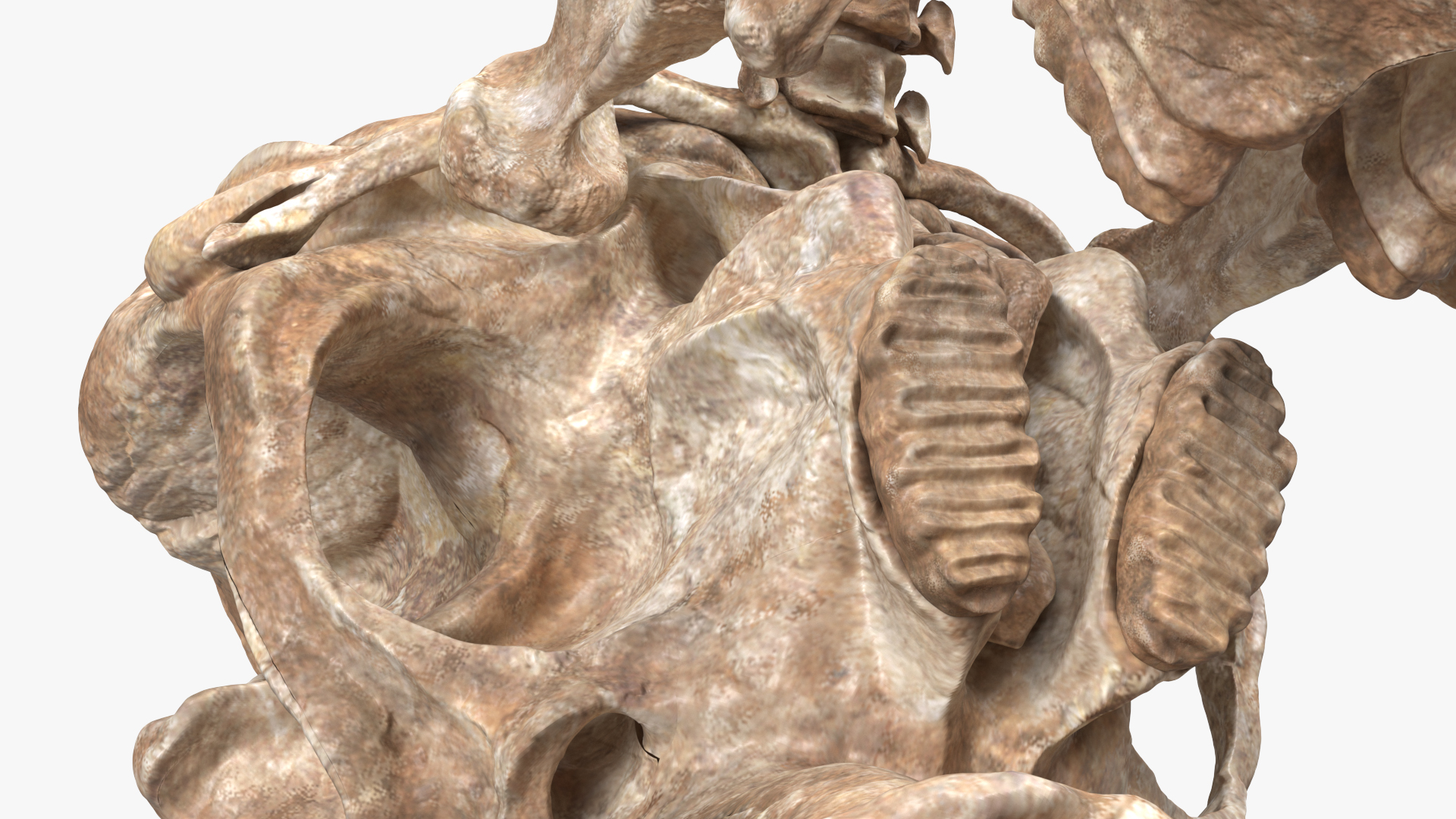 3D Mammoth Skull Old Bones model