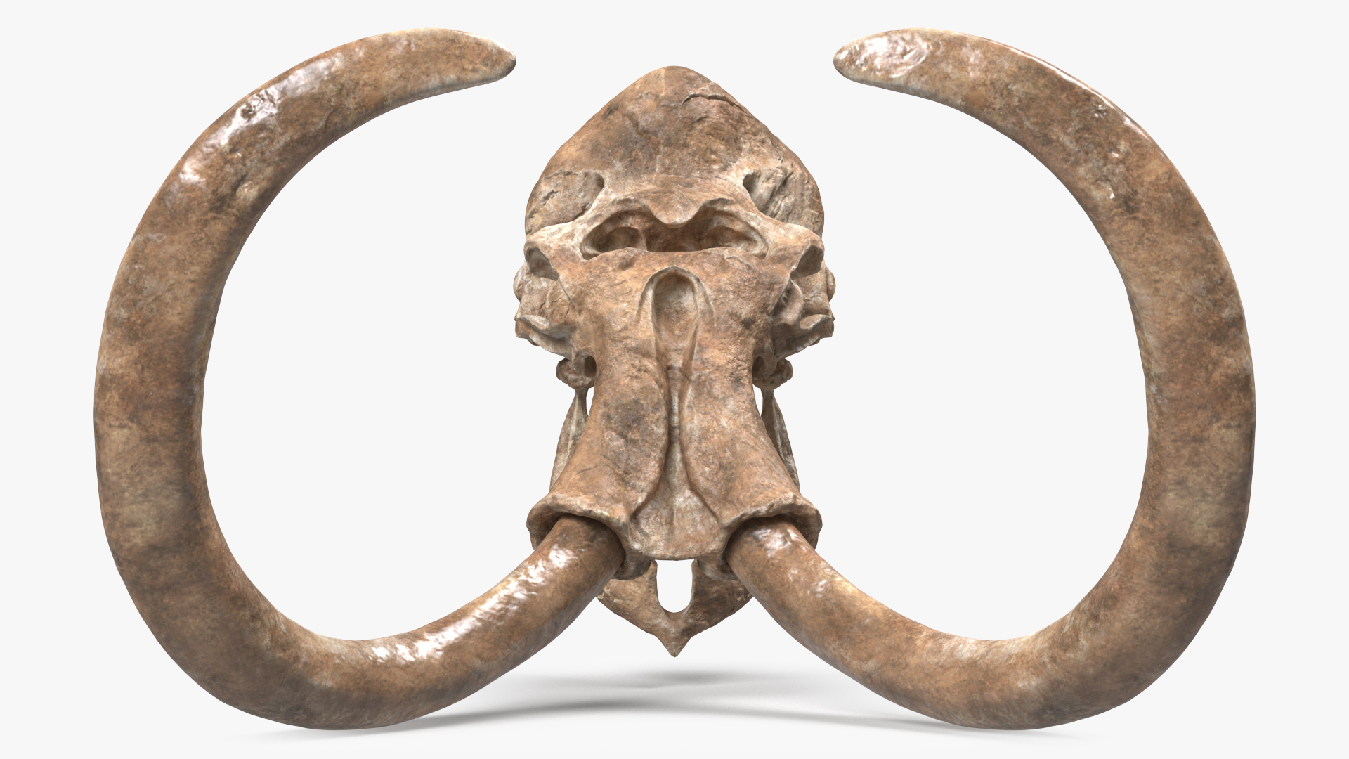 3D Mammoth Skull Old Bones model