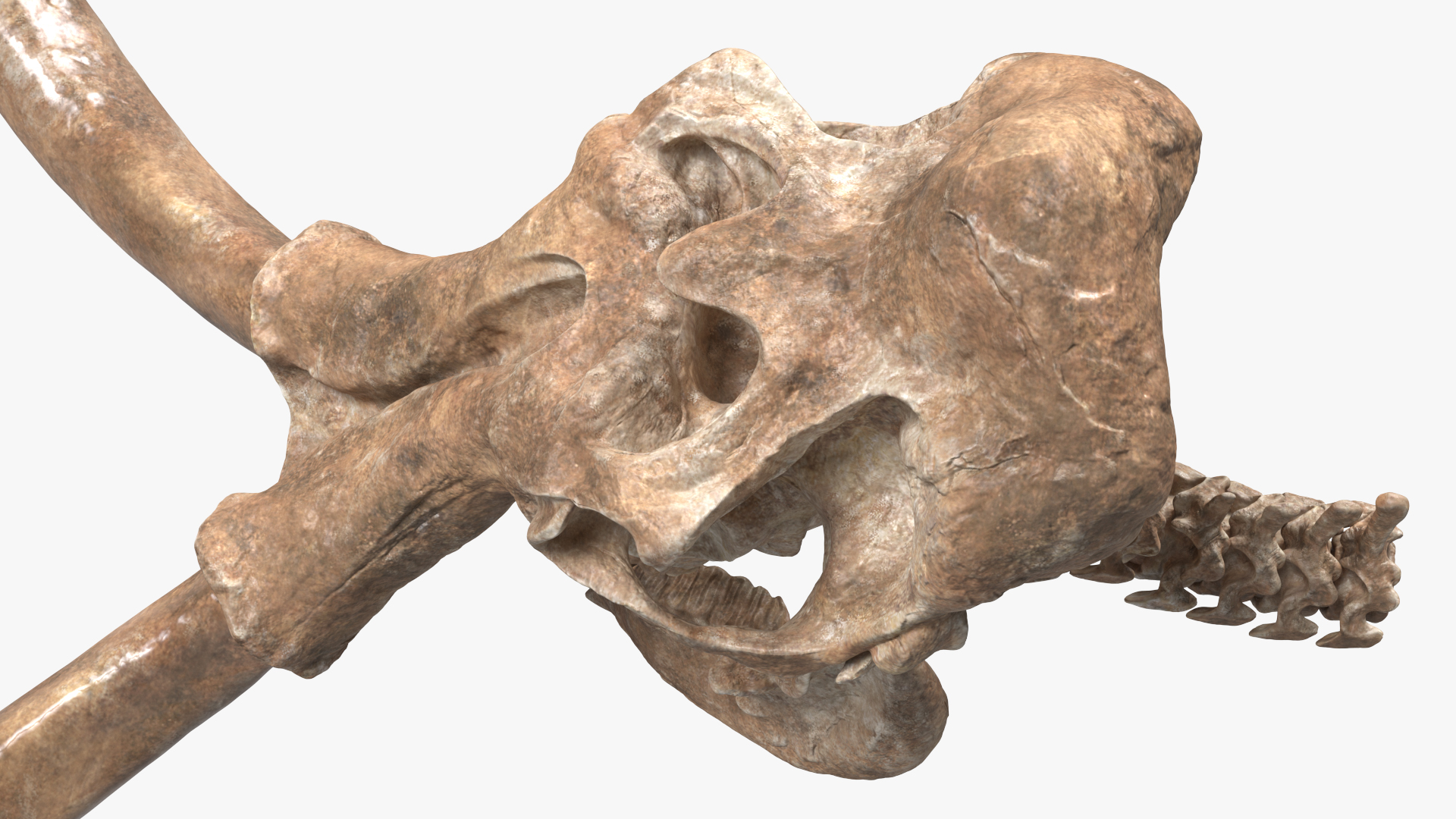 3D Mammoth Skull Old Bones model