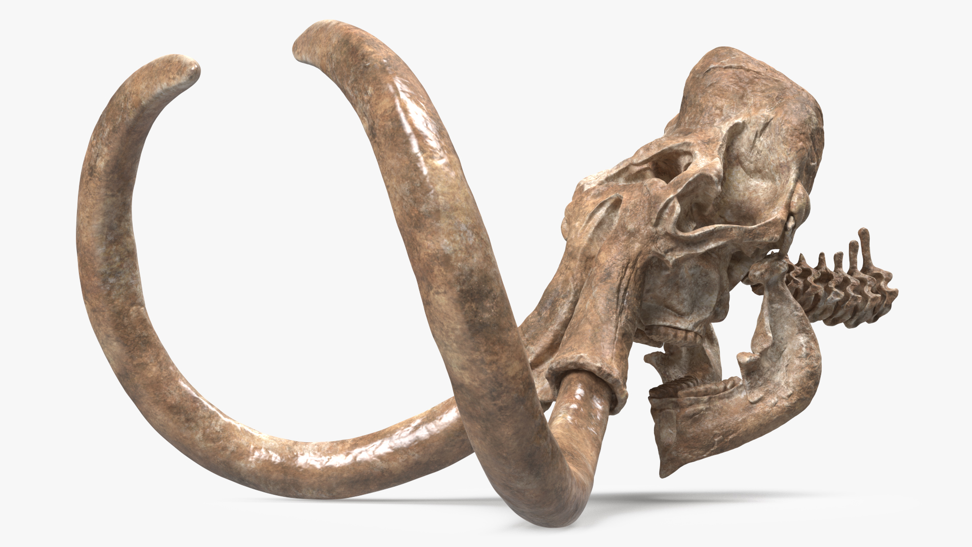 3D Mammoth Skull Old Bones model