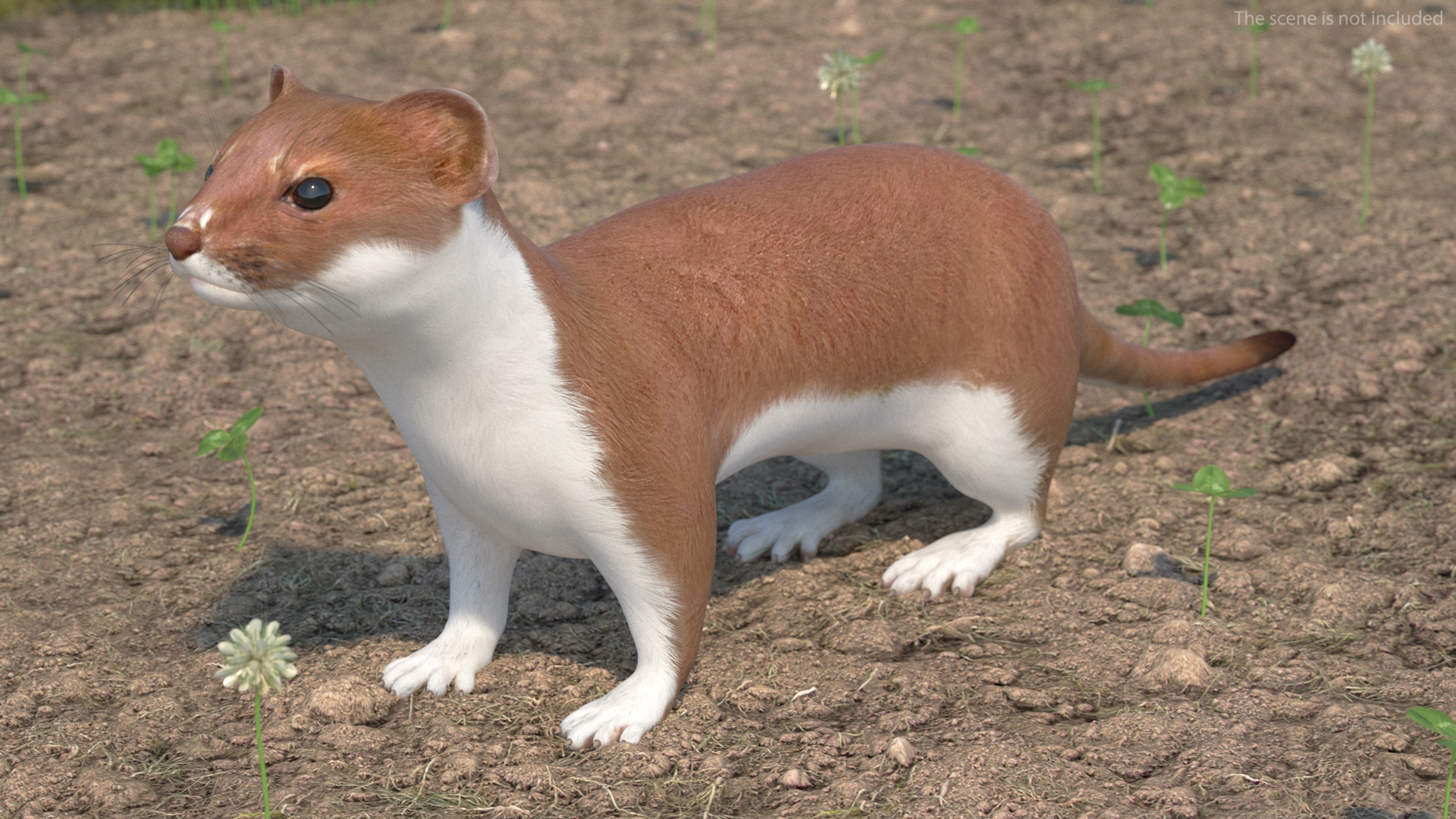 3D Stoat Brown