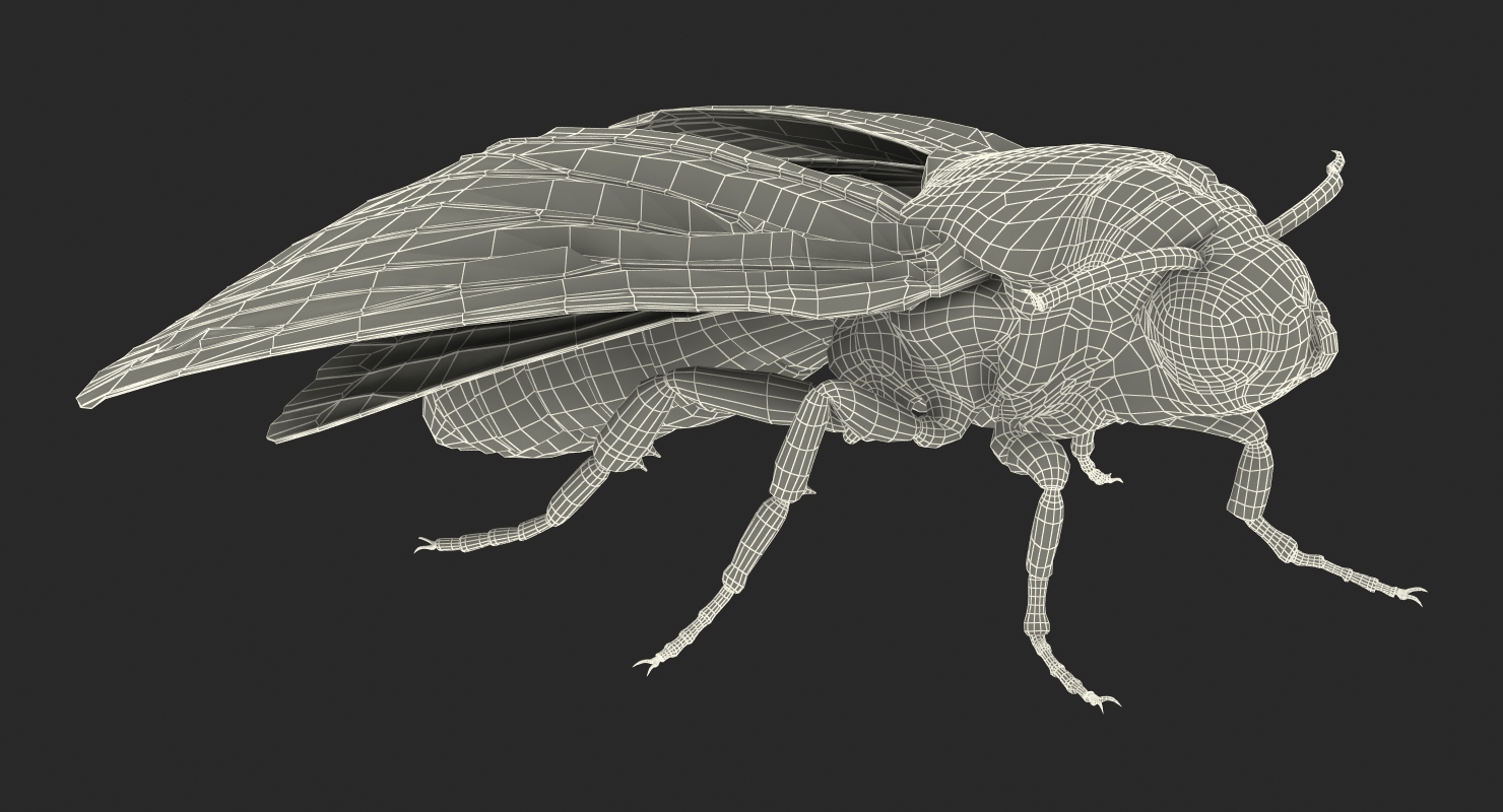 3D Deaths Head Hawkmoth with Fur Rigged