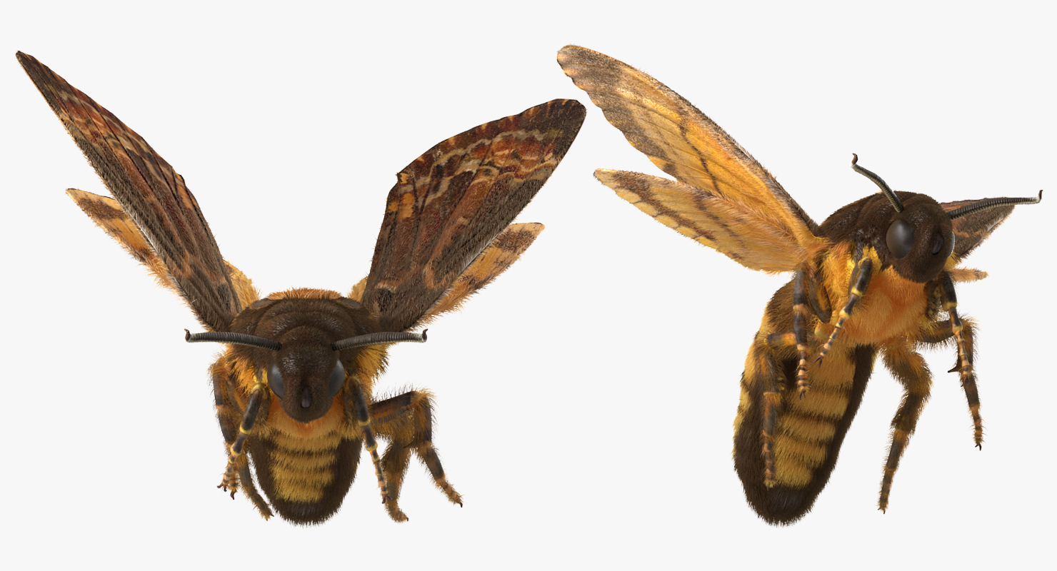 3D Deaths Head Hawkmoth with Fur Rigged