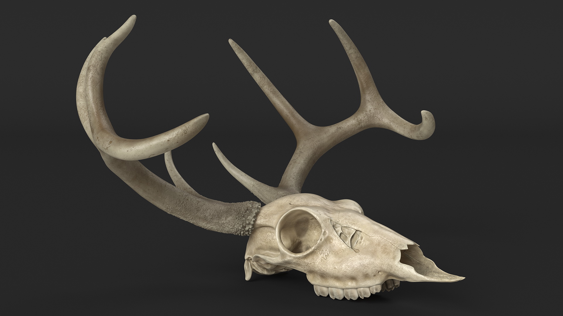 3D Deer Skull with Antlers model