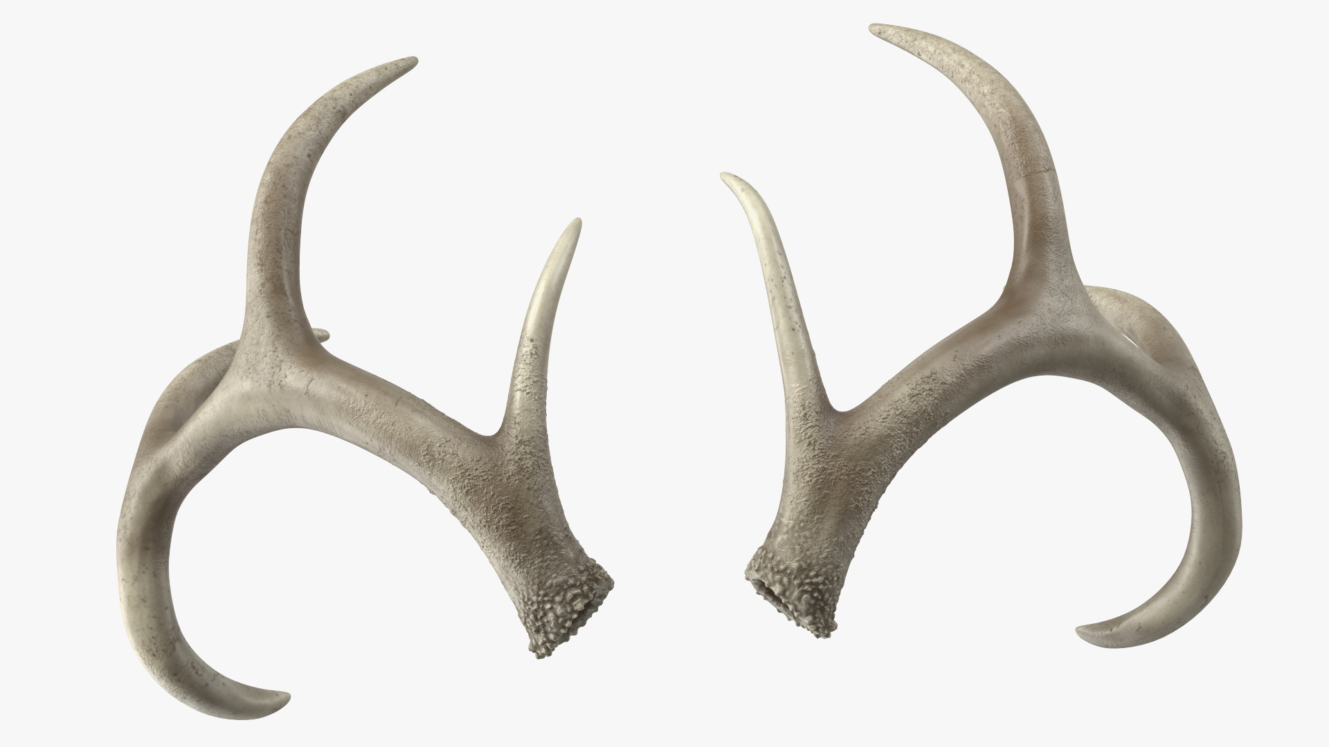 3D Deer Skull with Antlers model