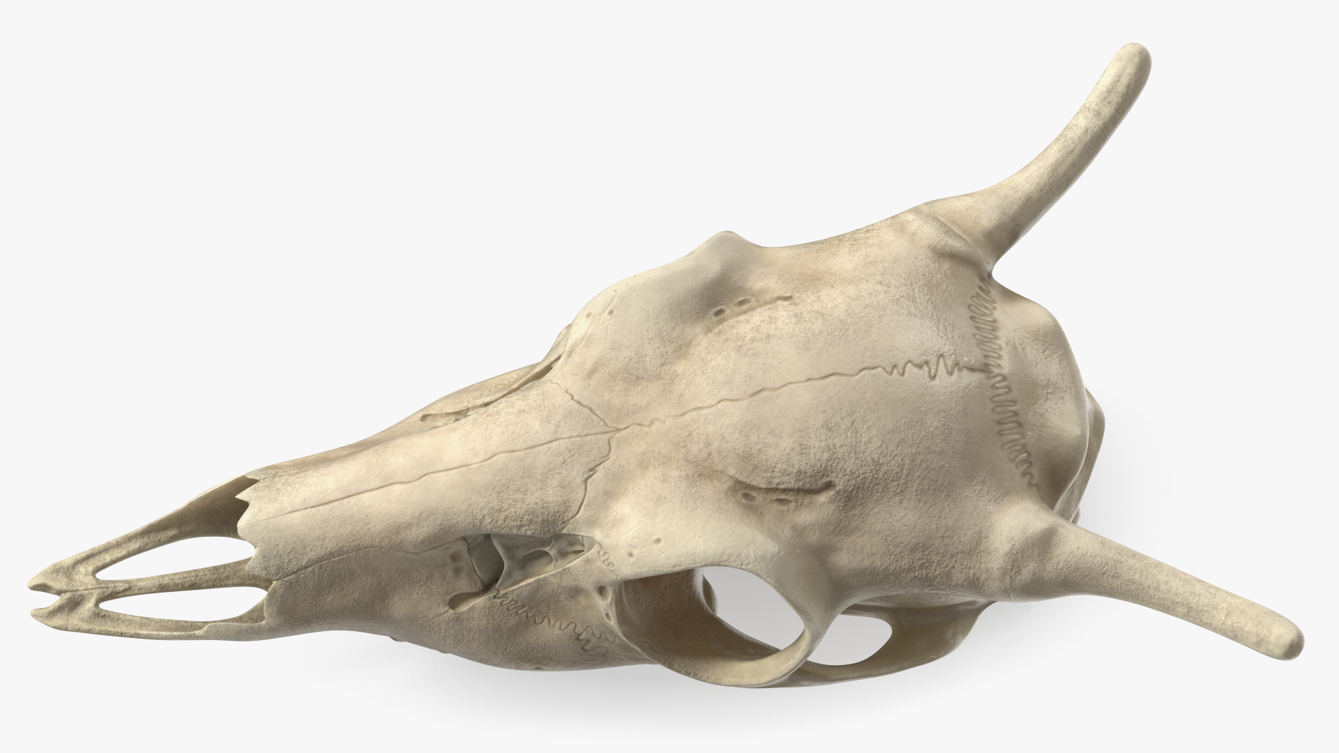 3D Deer Skull with Antlers model