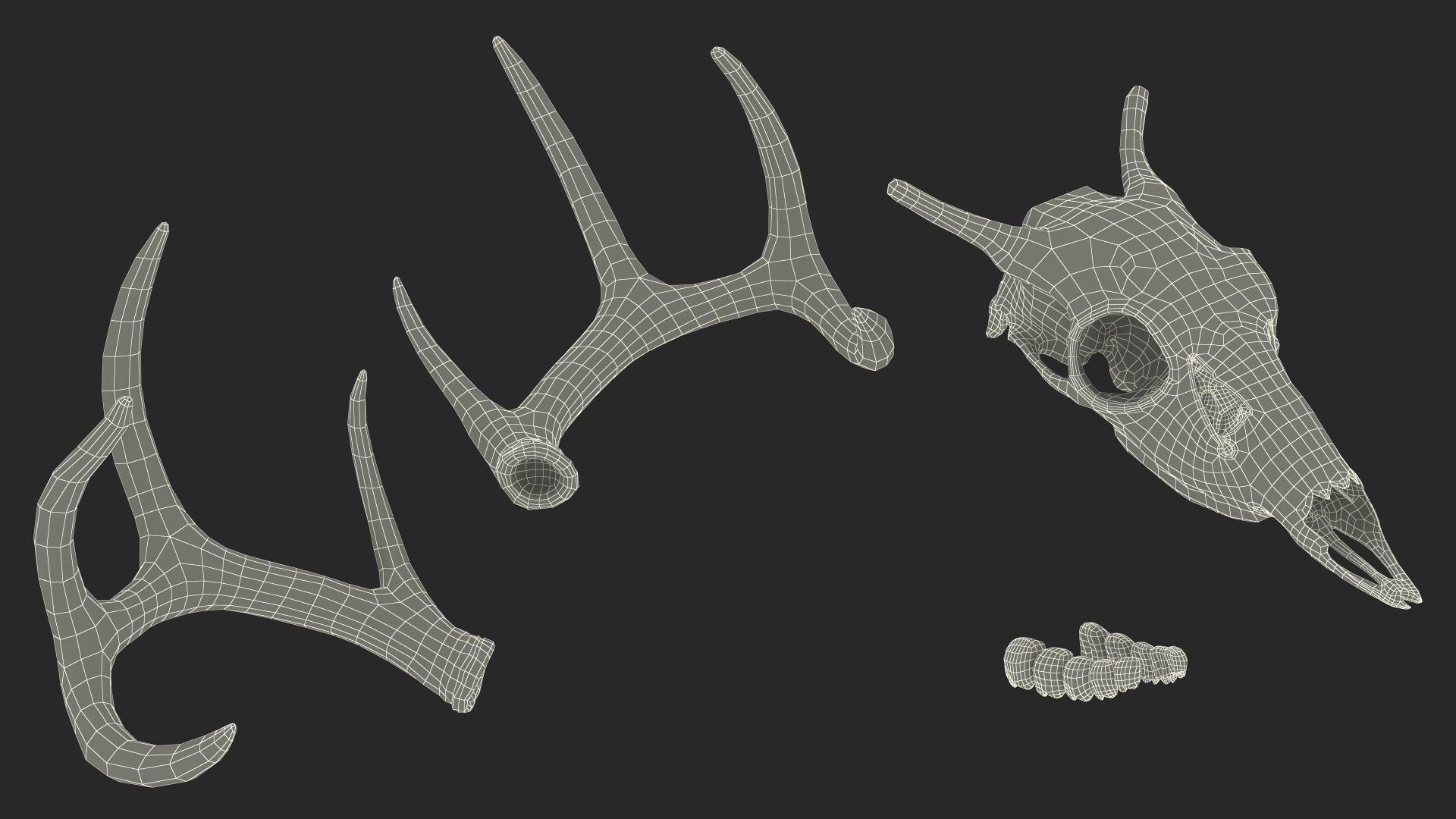 3D Deer Skull with Antlers model