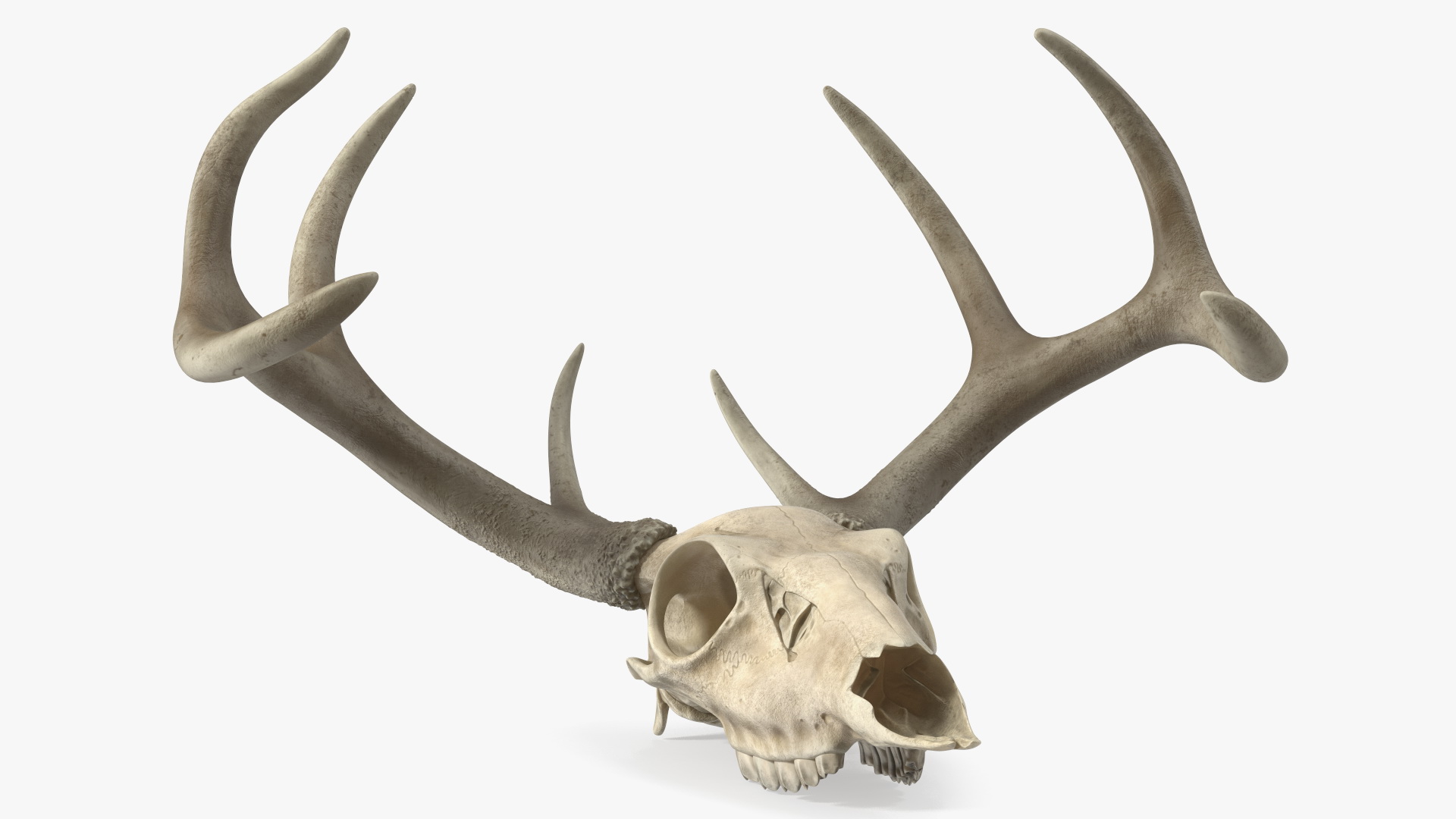 3D Deer Skull with Antlers model